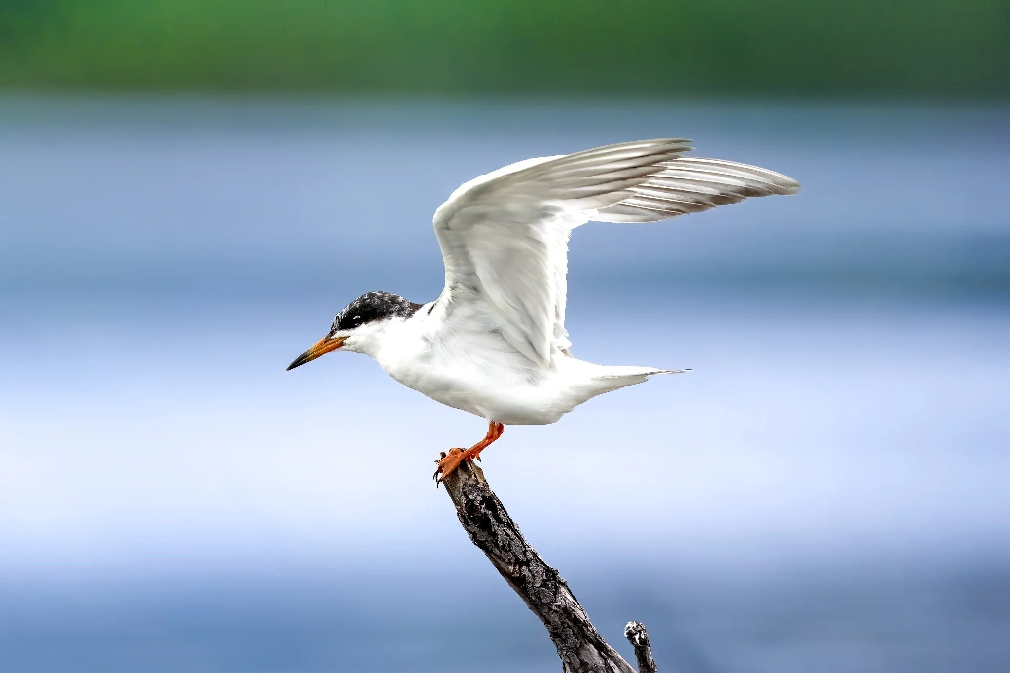A bird perched on a branch with its wings partially spread against a blurred natural background.