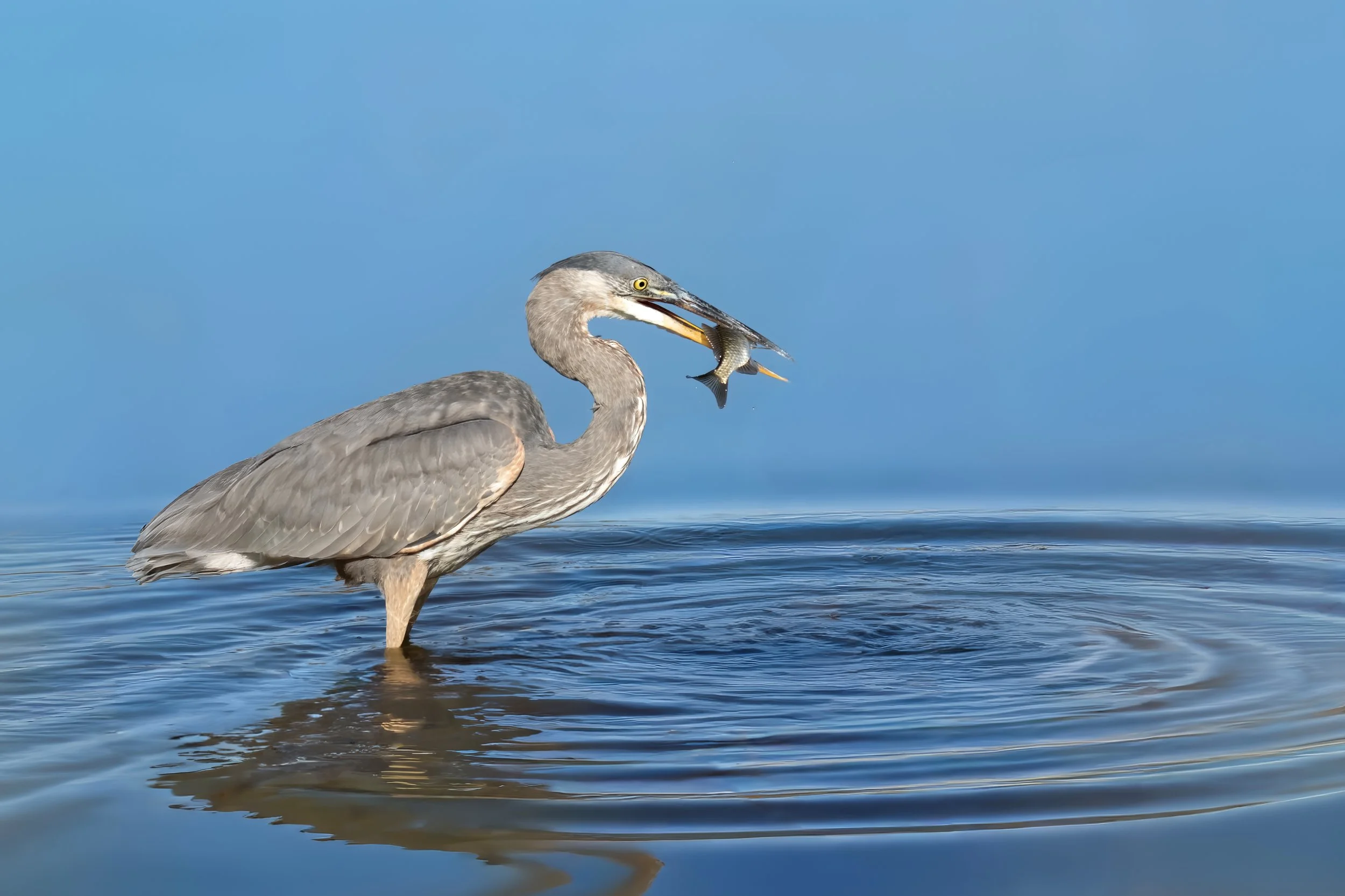 A heron standing in water with a fish in its beak.