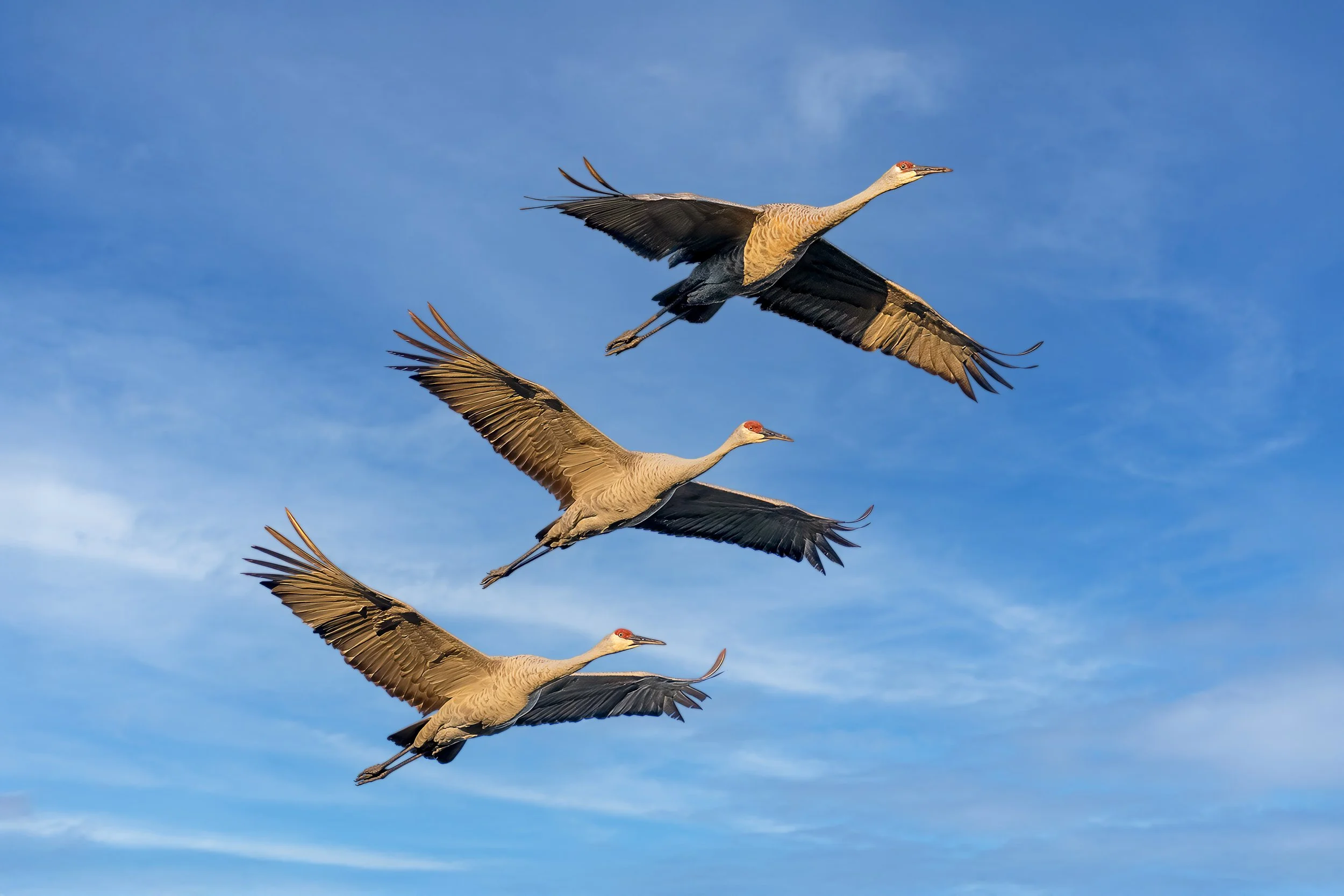 Five sandhill cranes flying in formation against a blue sky with some clouds.