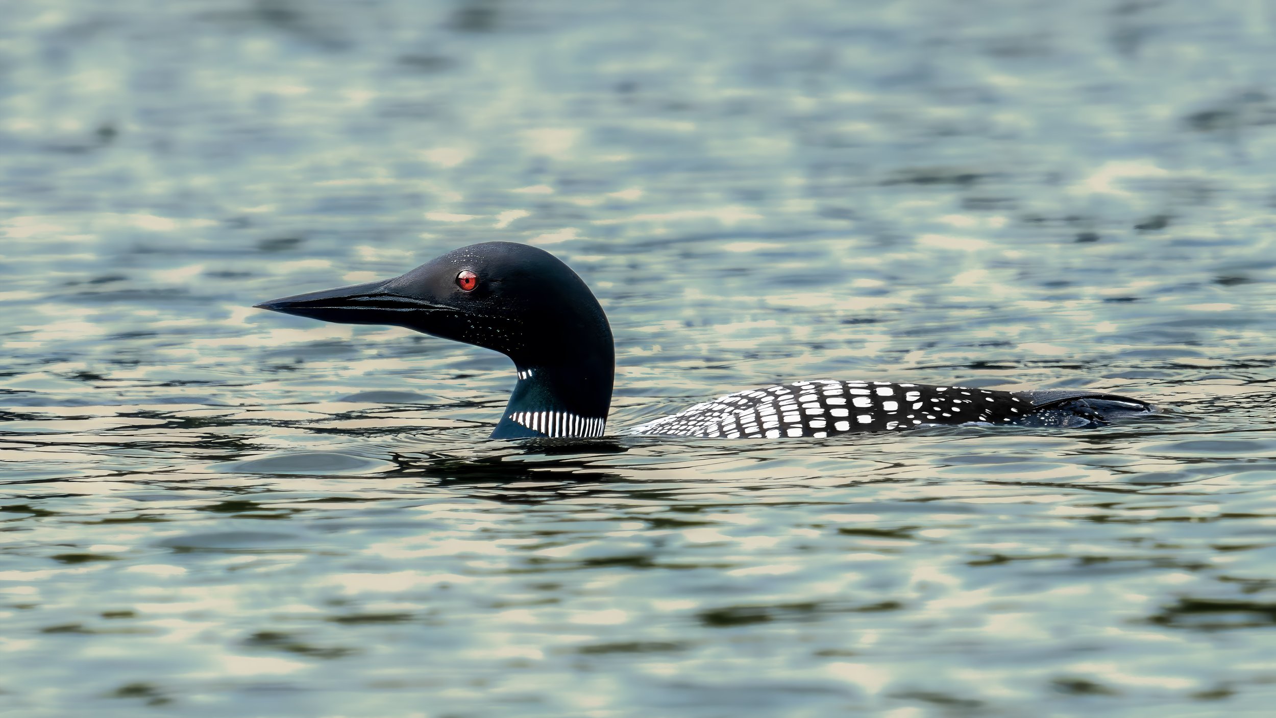 A loon swimming in a body of water with a black head, red eyes, and black-and-white patterned body.