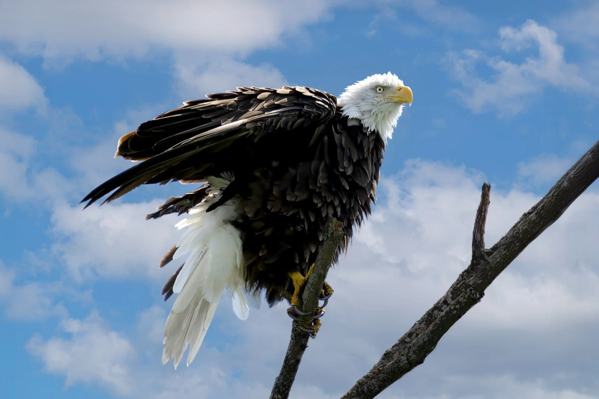 A bald eagle perched on a tree branch against a cloudy blue sky.