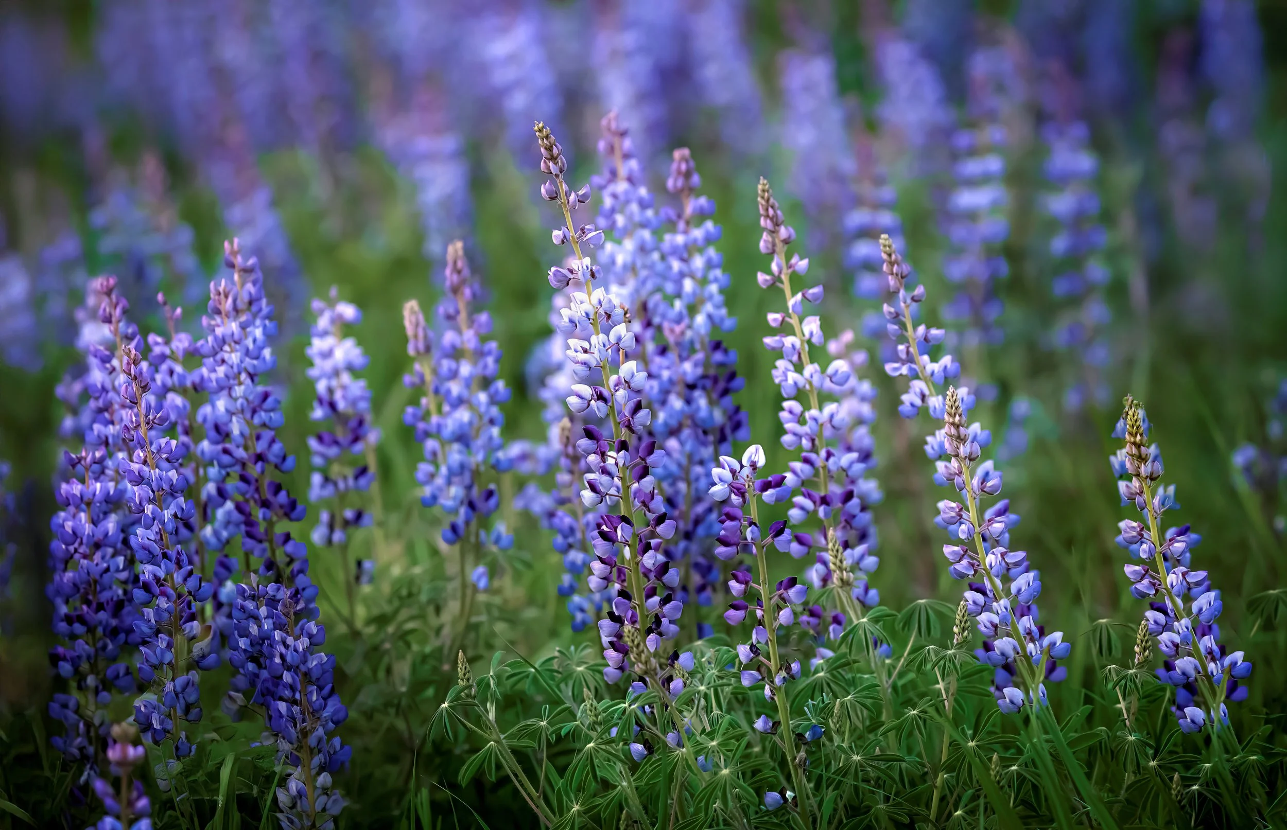 Close-up view of purple and blue lupine flowers in a field with a blurred background of more lupines.