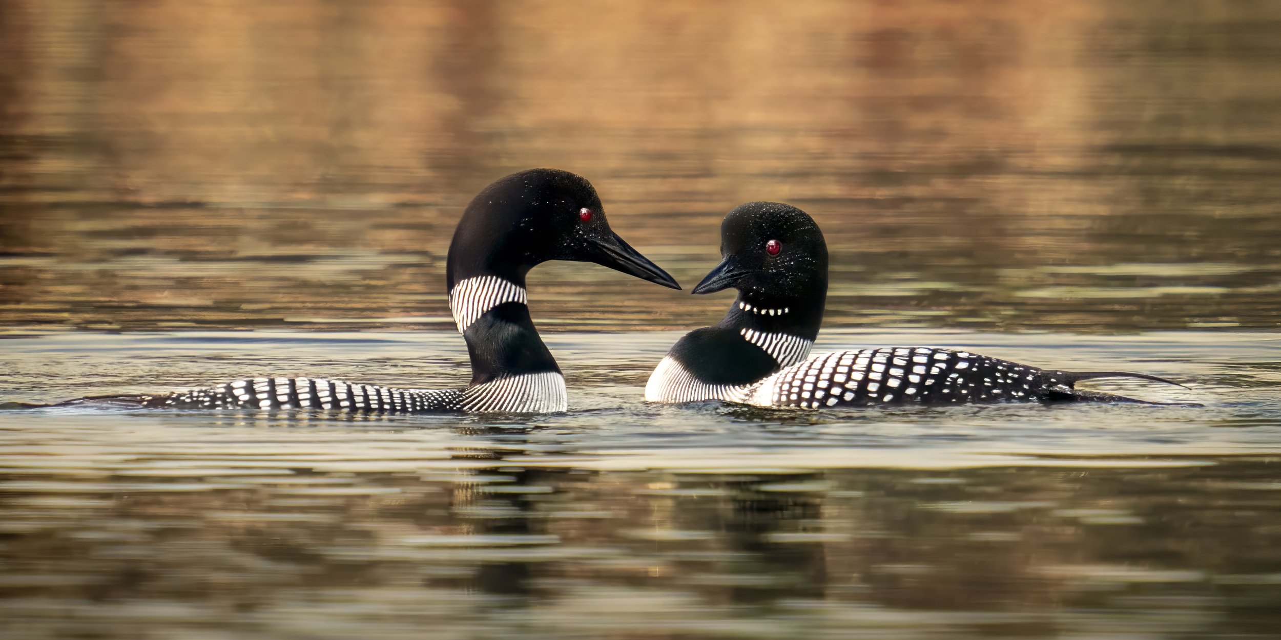 Two common mergansers swimming on a body of water with a blurred background.