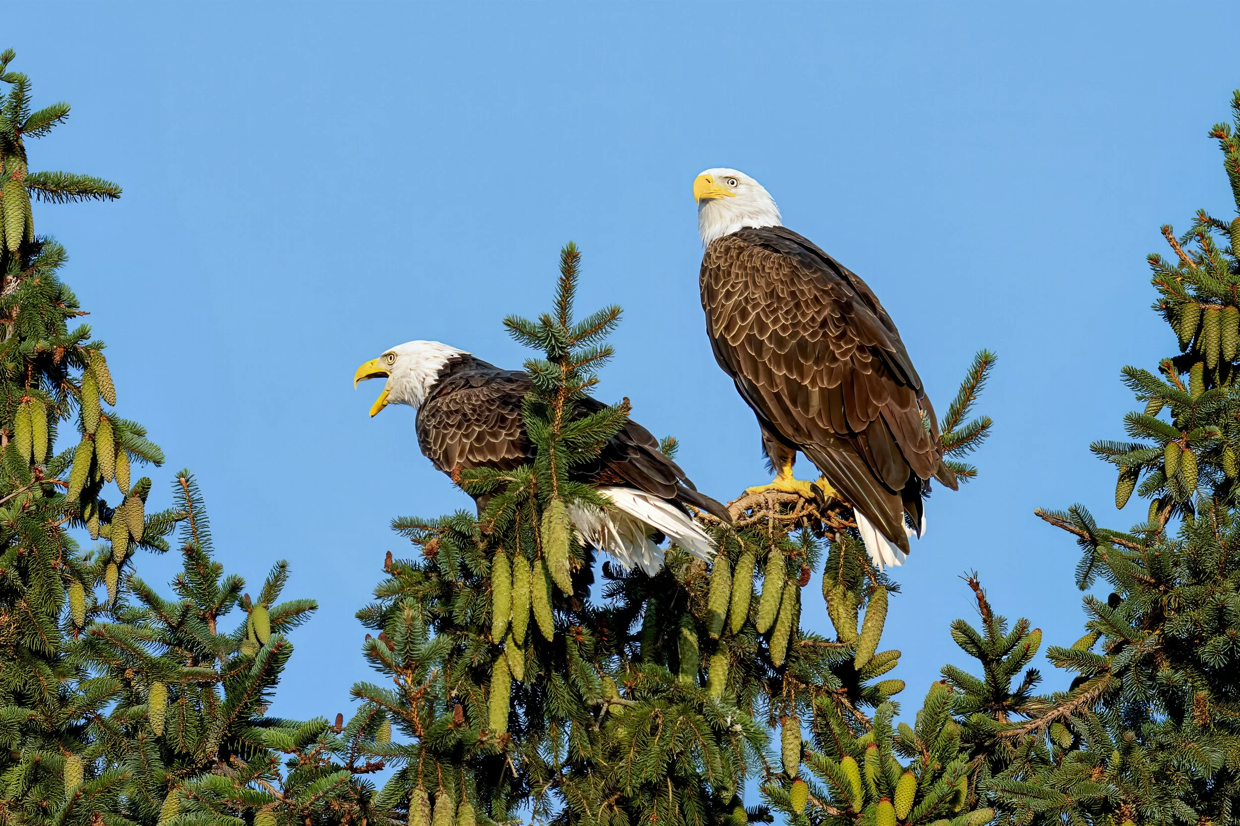 Two bald eagles perched on a tall evergreen tree with green pine cones against a clear blue sky.