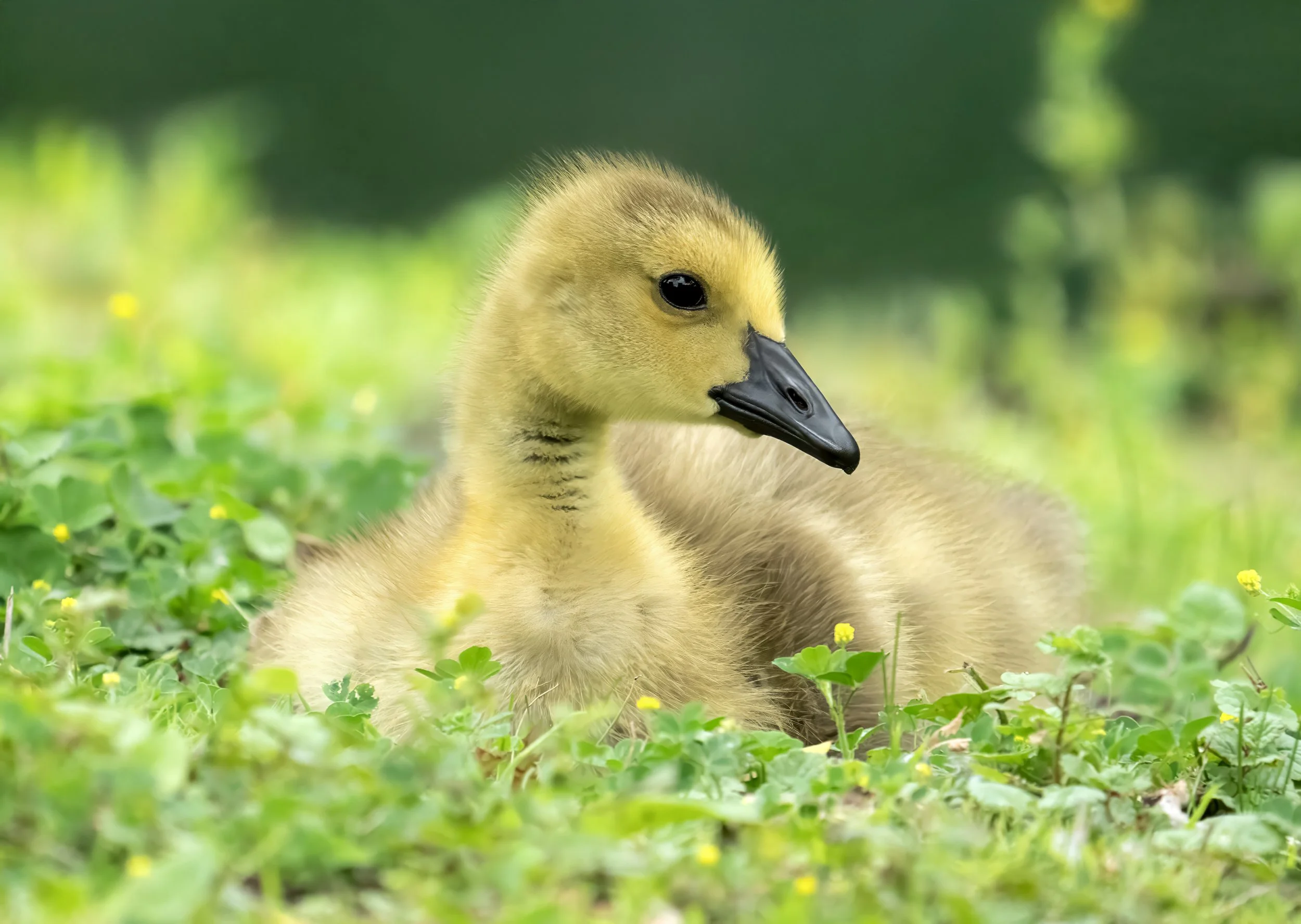 Close-up of a gosling sitting among green grass and clovers with yellow flowers, with a blurred green background.