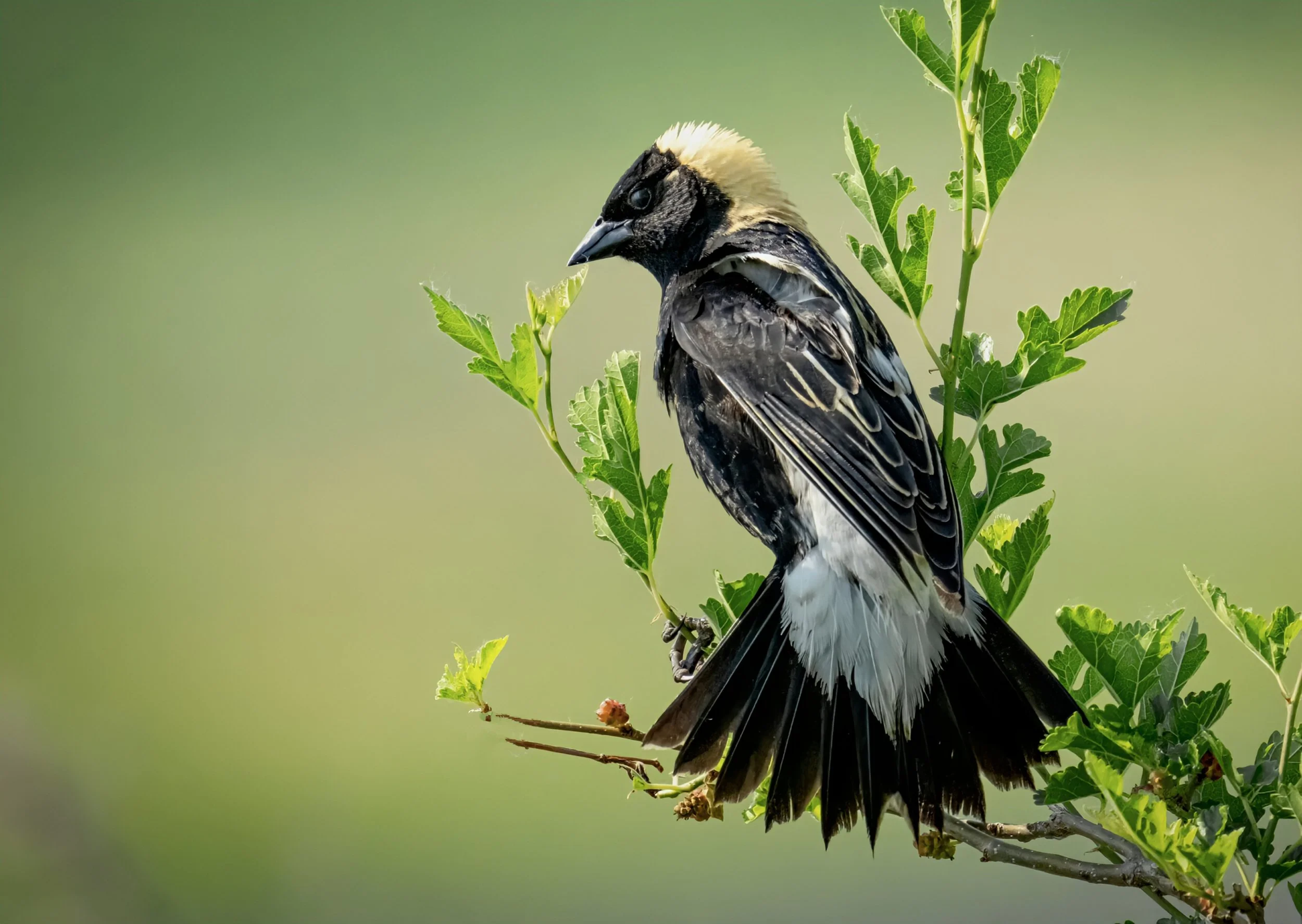 A bird with black and white feathers perched on a leafy branch against a green background.