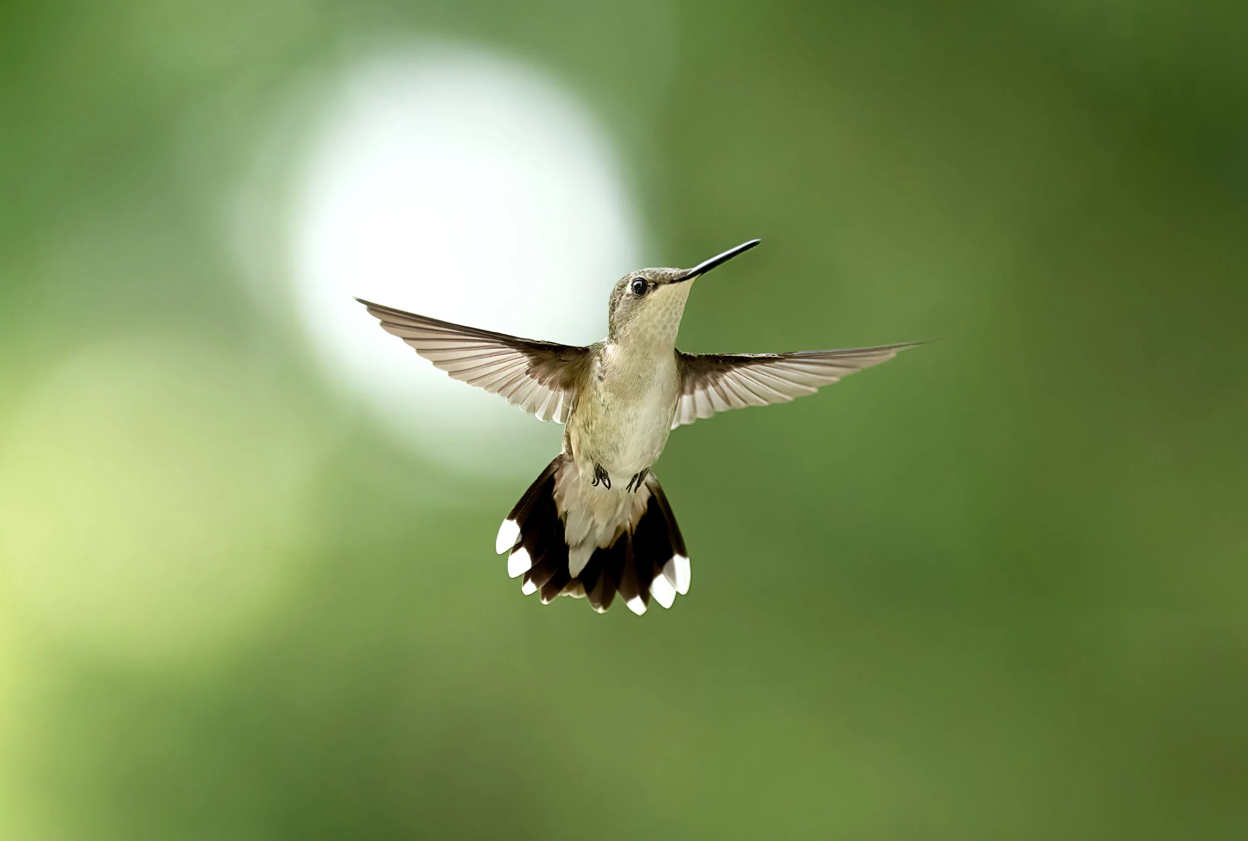 A hummingbird flying with its wings spread wide, set against a blurred green background.