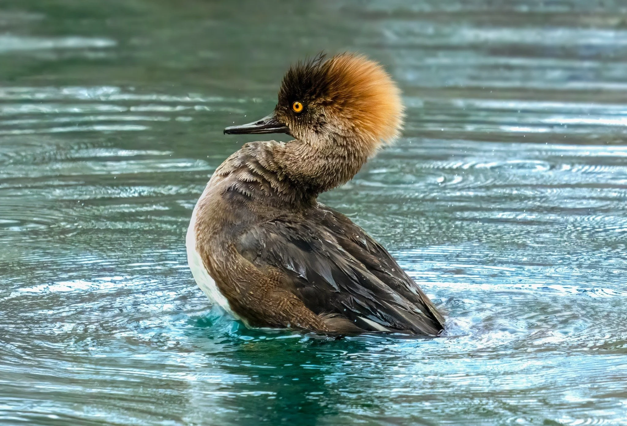 A close-up of a duck with a brown crest on its head, yellow eyes, and mostly brown and grey feathers, swimming in water.