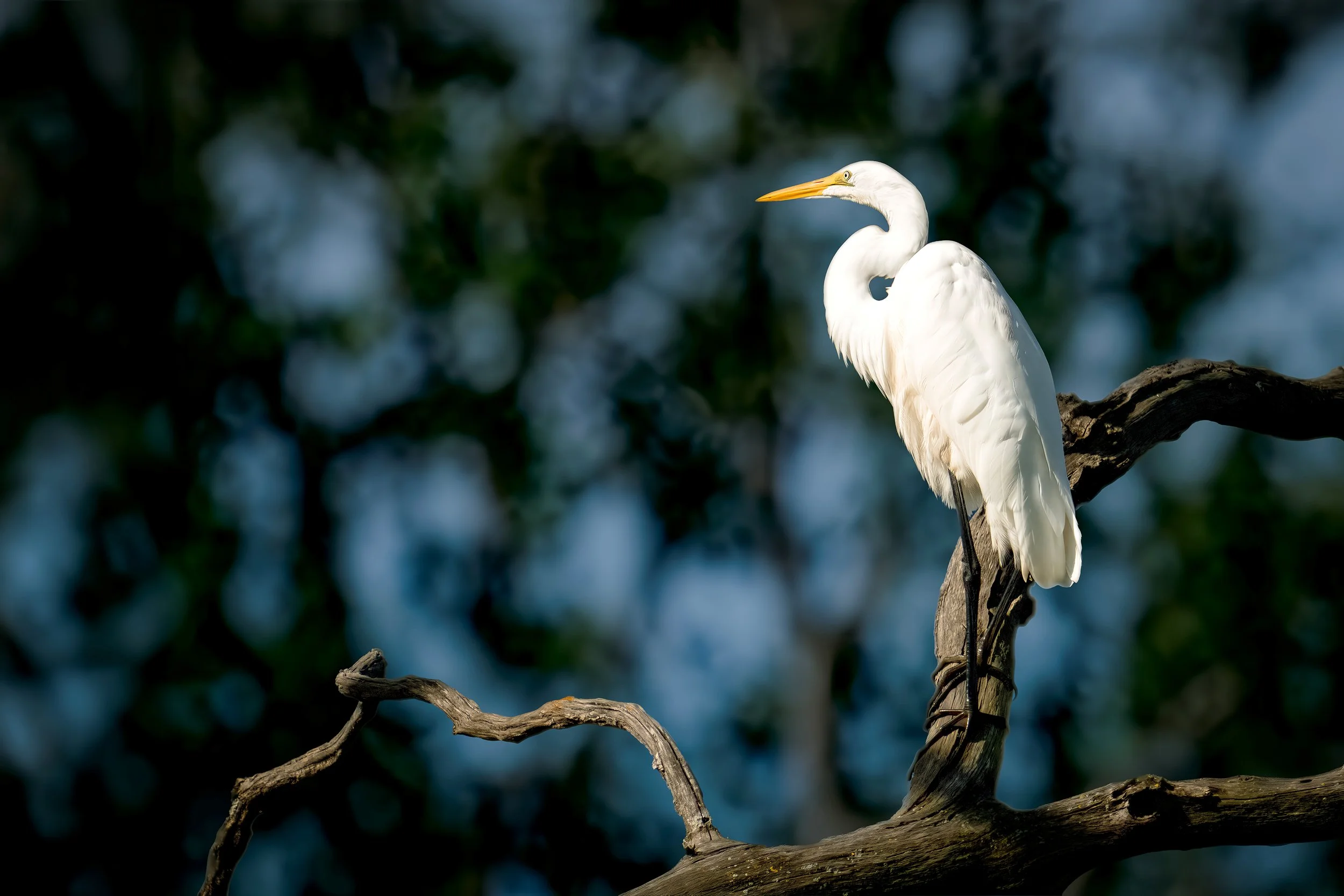 A white heron with a long yellow beak perched on a twisted tree branch against a blurred background of green and blue foliage.