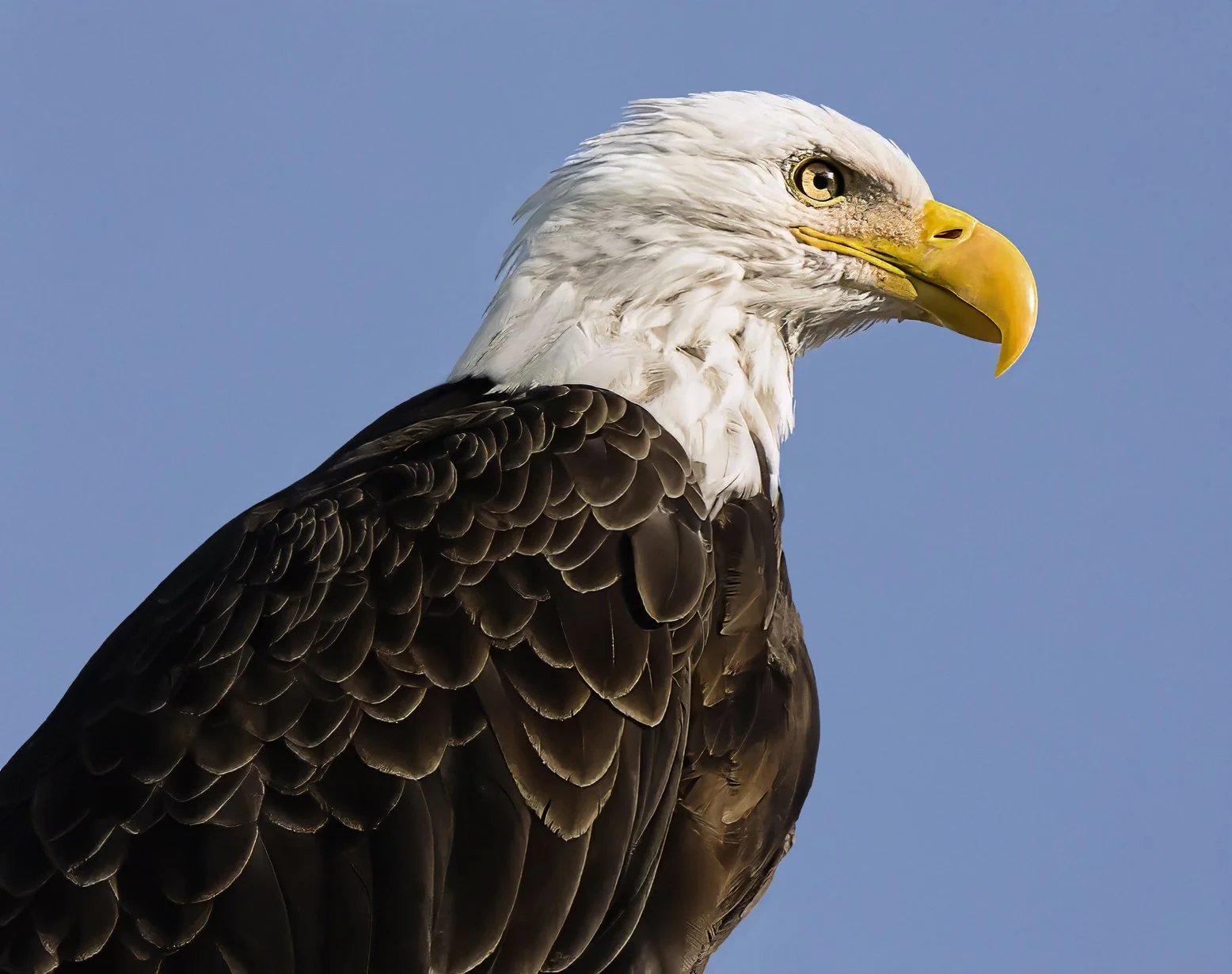 Bald Eagle 3~2 copy.jpg