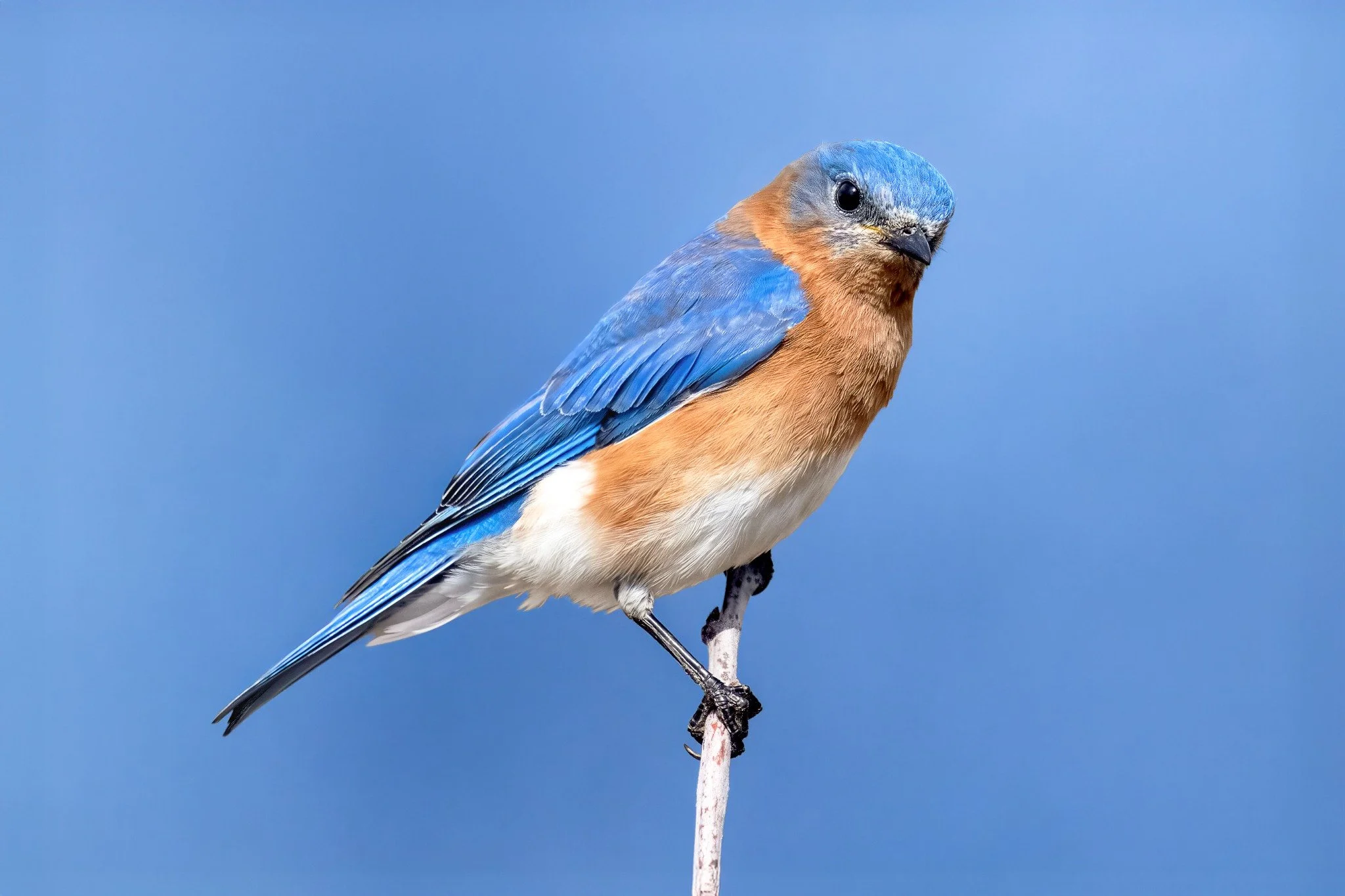 A small bird with blue and orange feathers perched on a thin branch against a clear blue sky background.