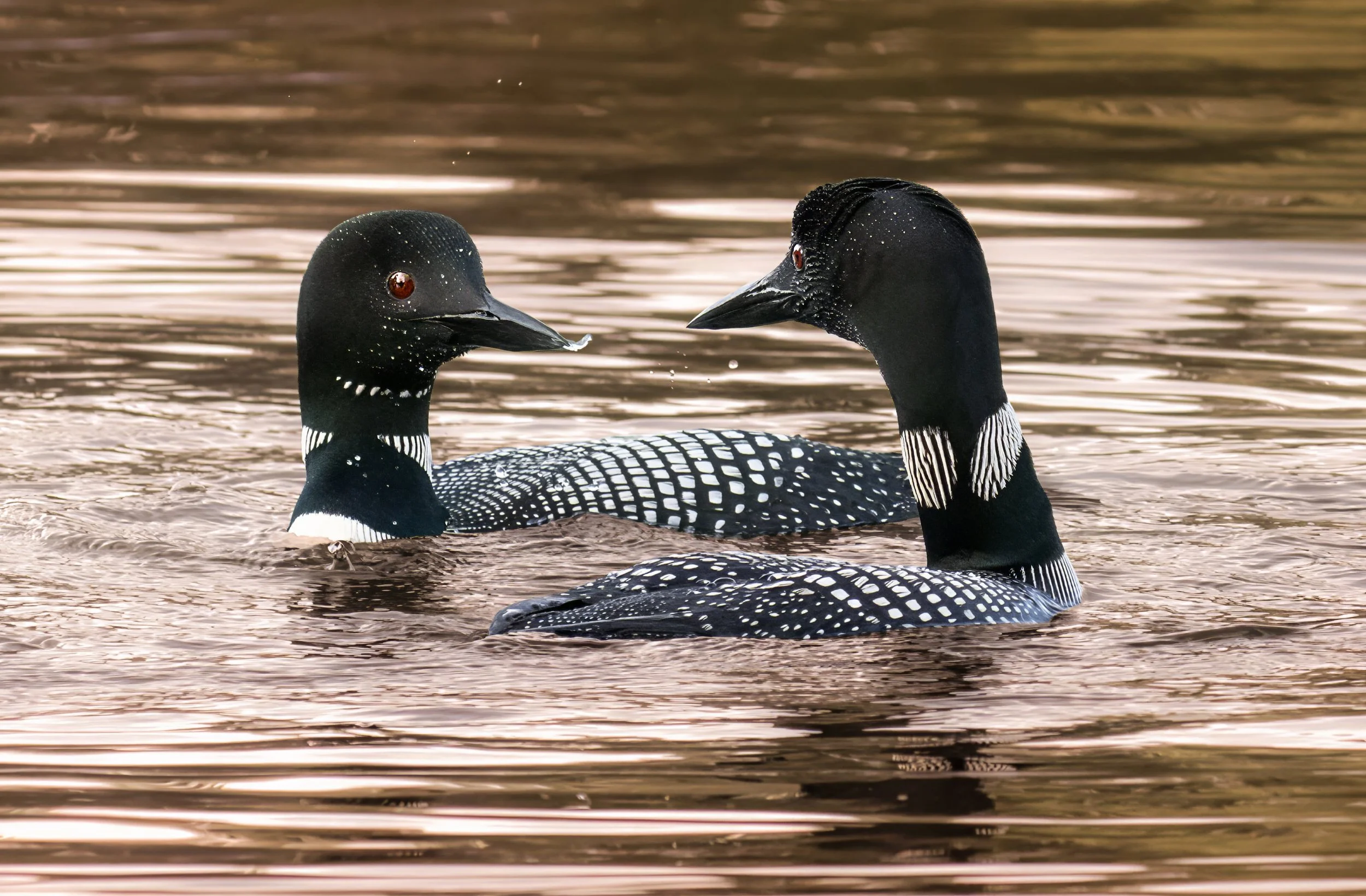 Two black and white loons floating on a calm body of water, facing each other with their beaks close together.