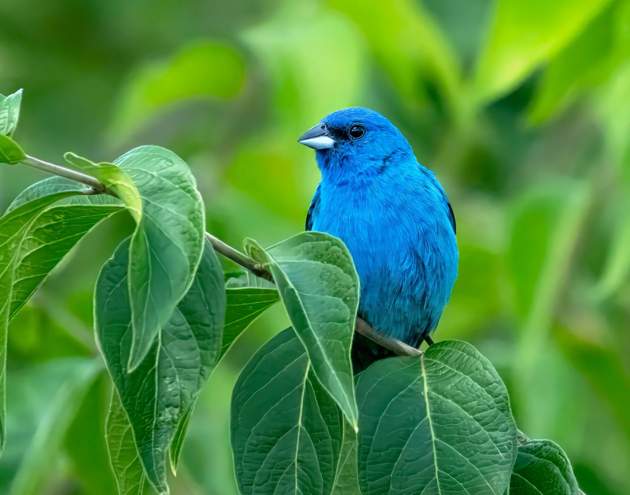 Blue bird perched on green leaves with blurred green background.