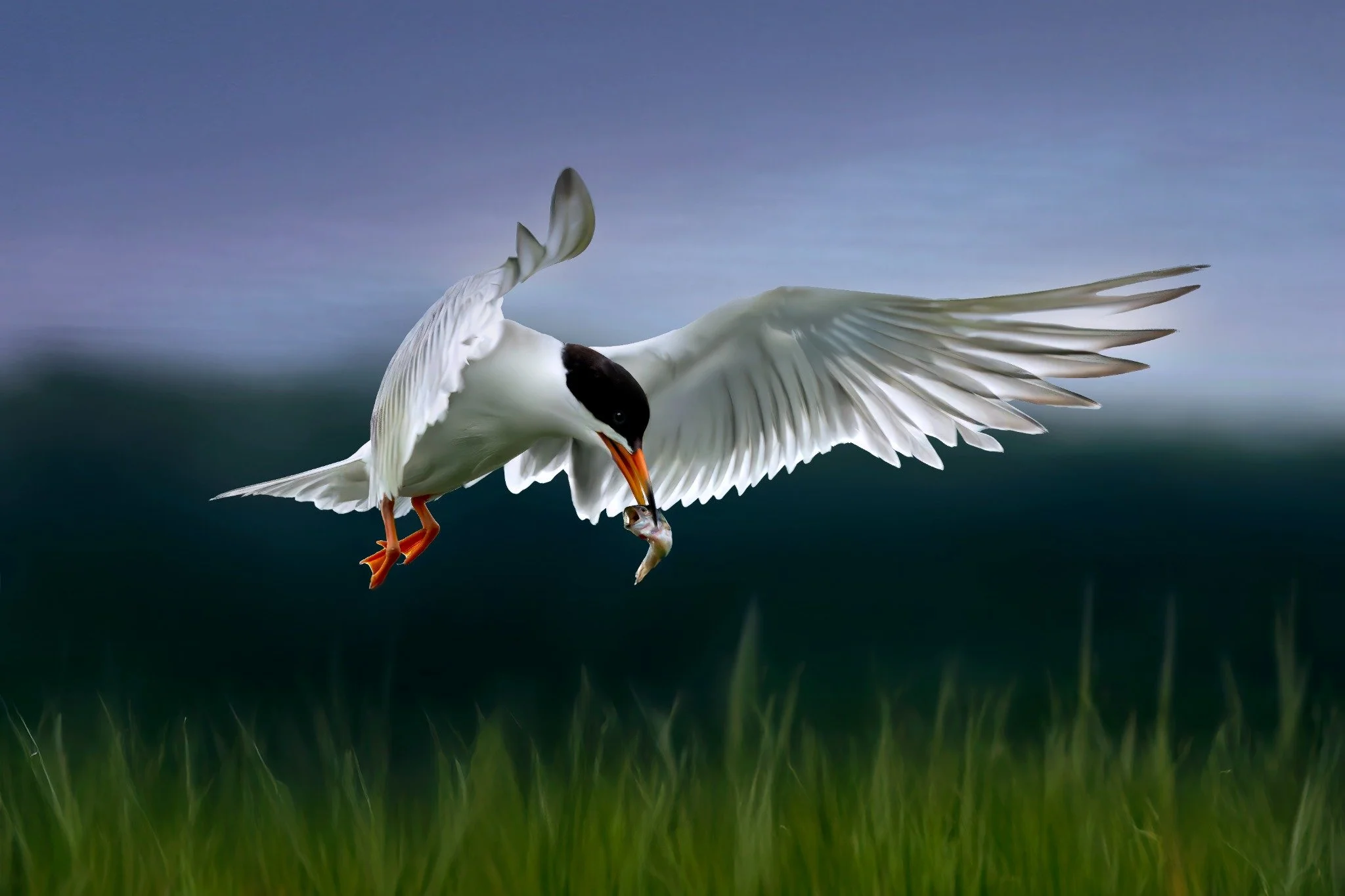 A bird, possibly a tern, flying just above a grassy field with a small fish in its beak, against a blurred sky background.