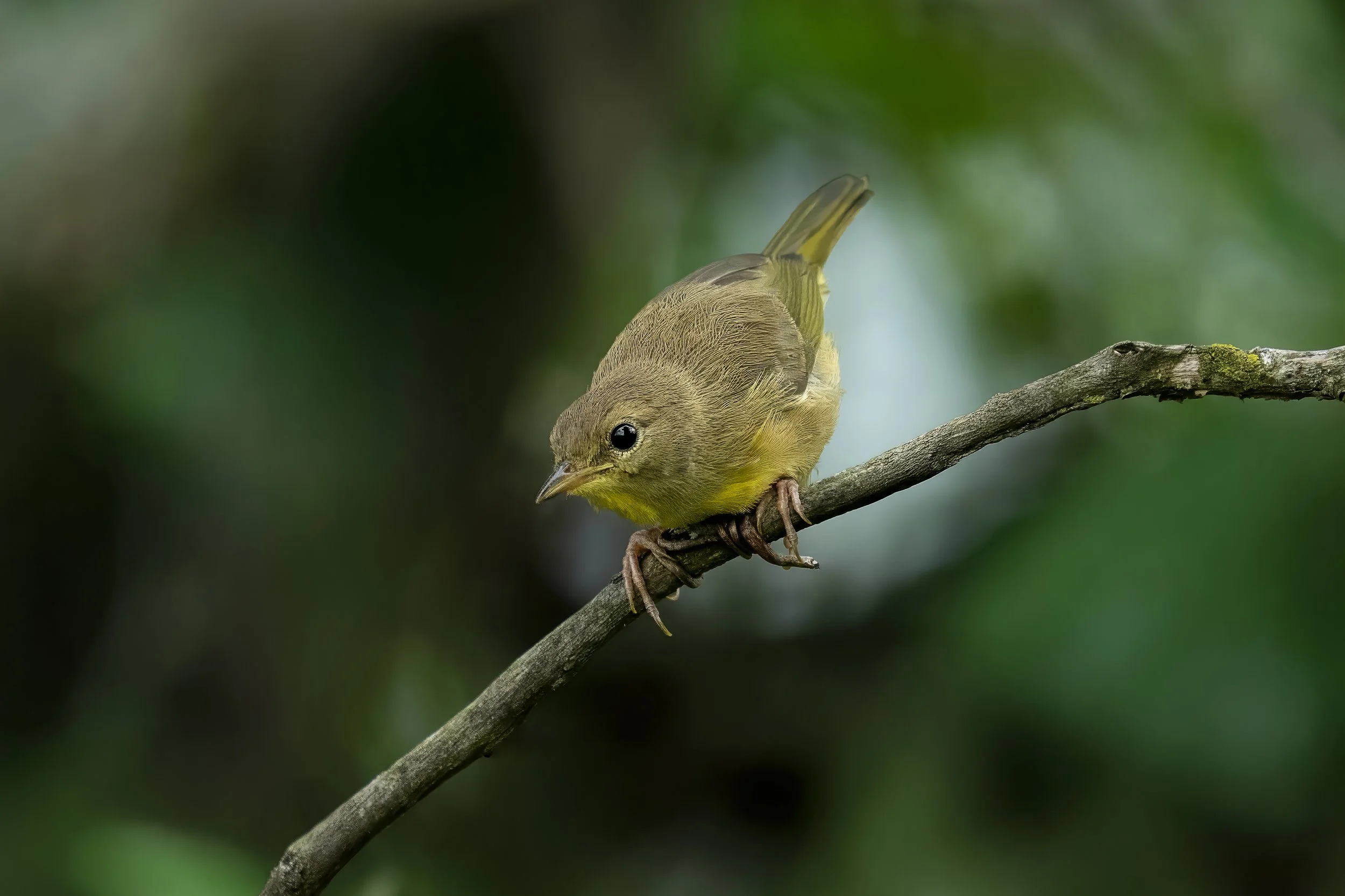 A small yellow-green bird perched on a thin, horizontal tree branch in a blurred green background.