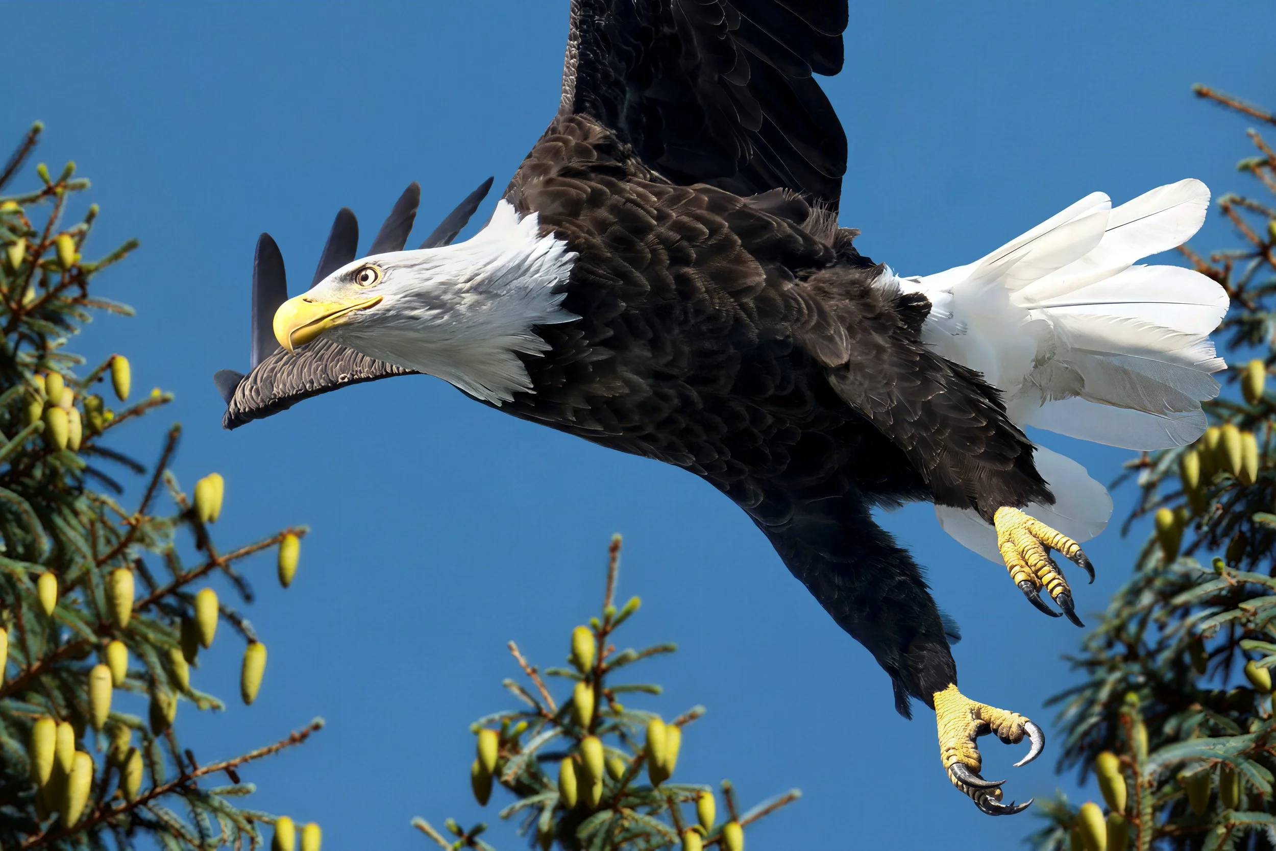 A bald eagle flying near a tree with yellow fruit, set against a clear blue sky.