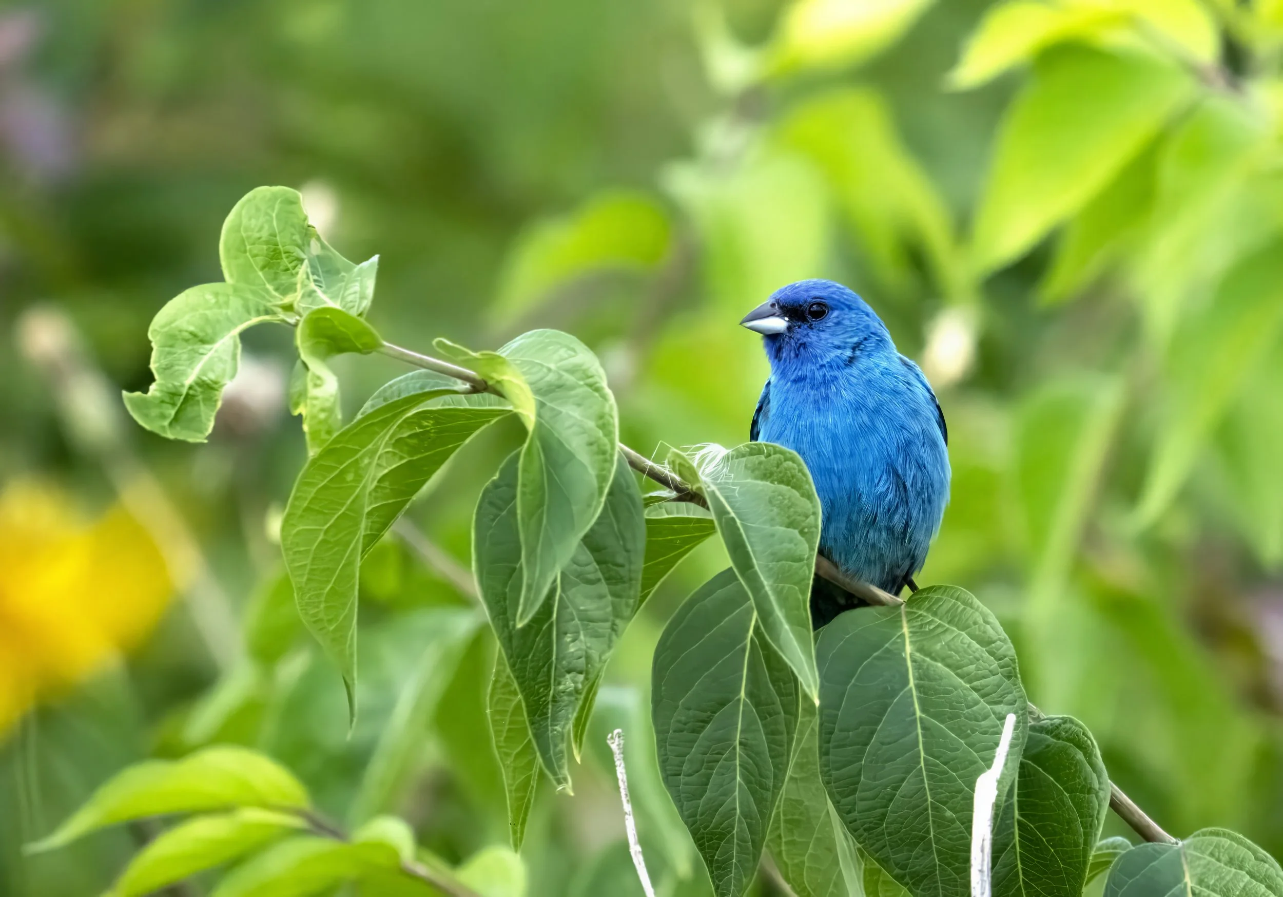 A vivid blue bird perched on a branch among green leaves in a natural setting.