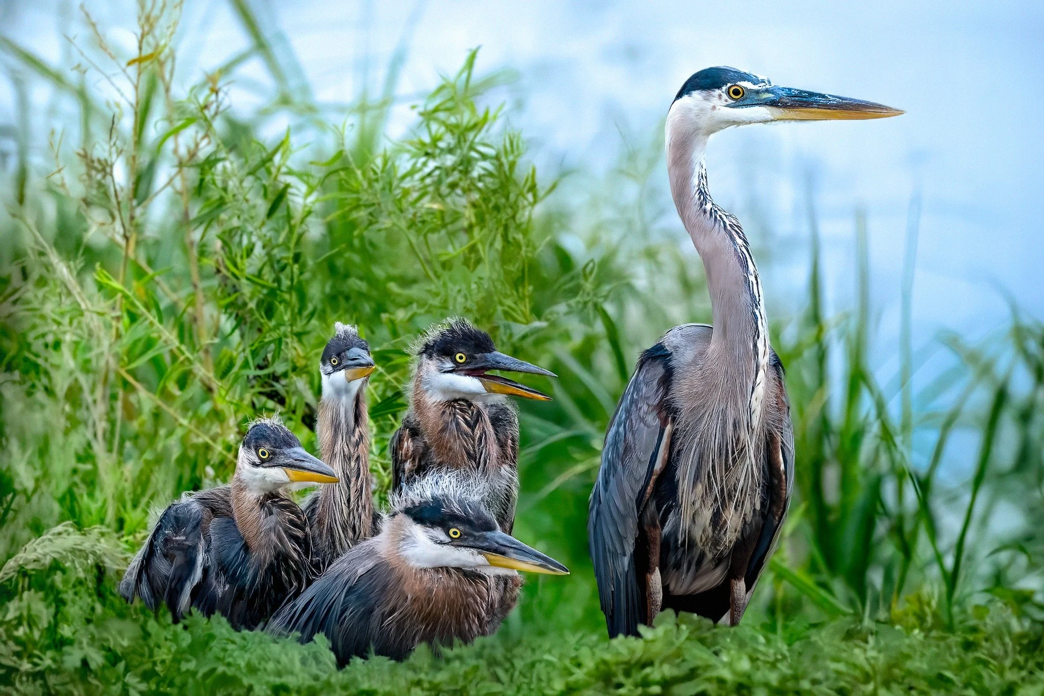 A group of herons, including one adult and several juveniles, standing among green foliage.