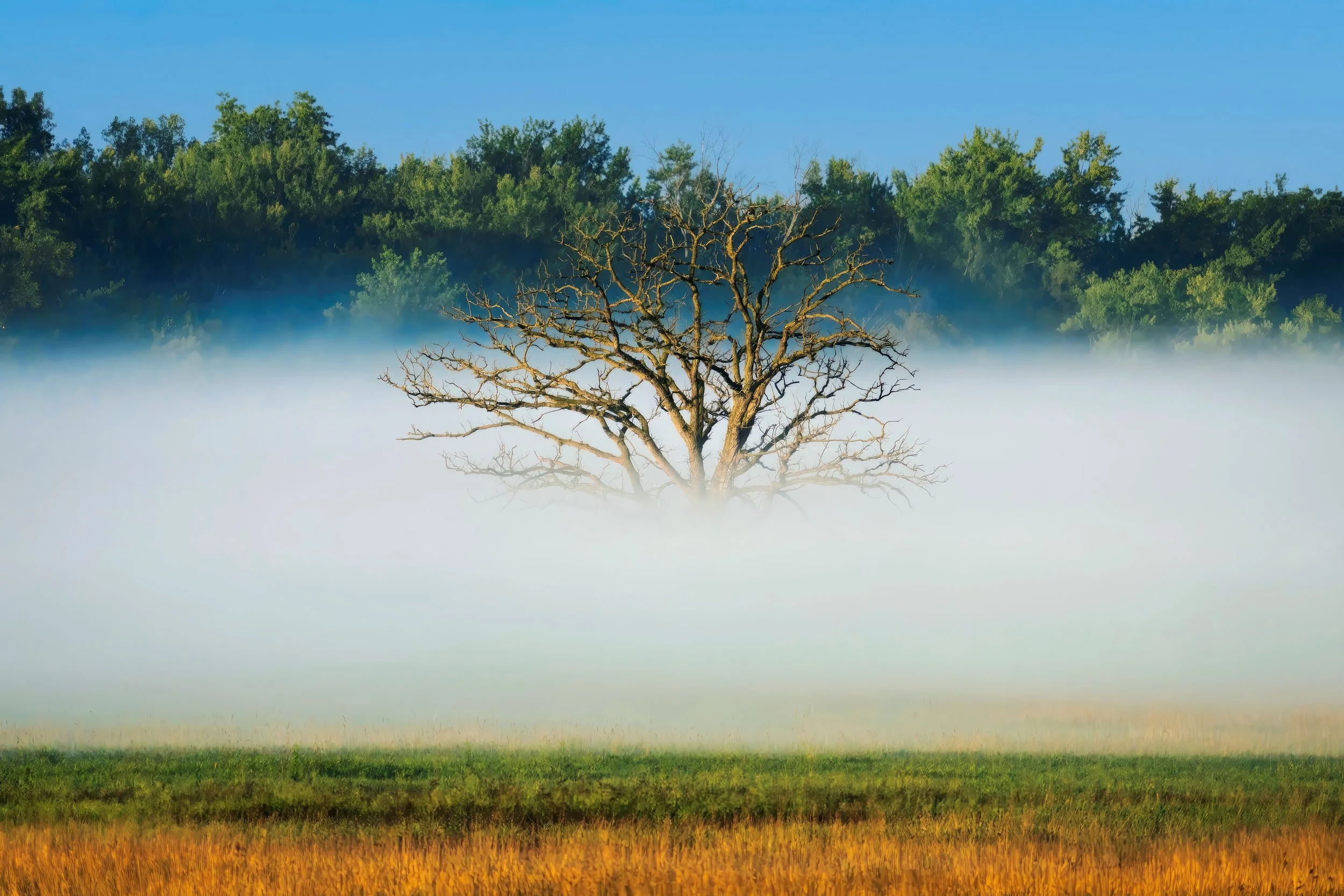 A solitary leafless tree stands in a foggy field with a backdrop of a dense green forest and a clear blue sky.
