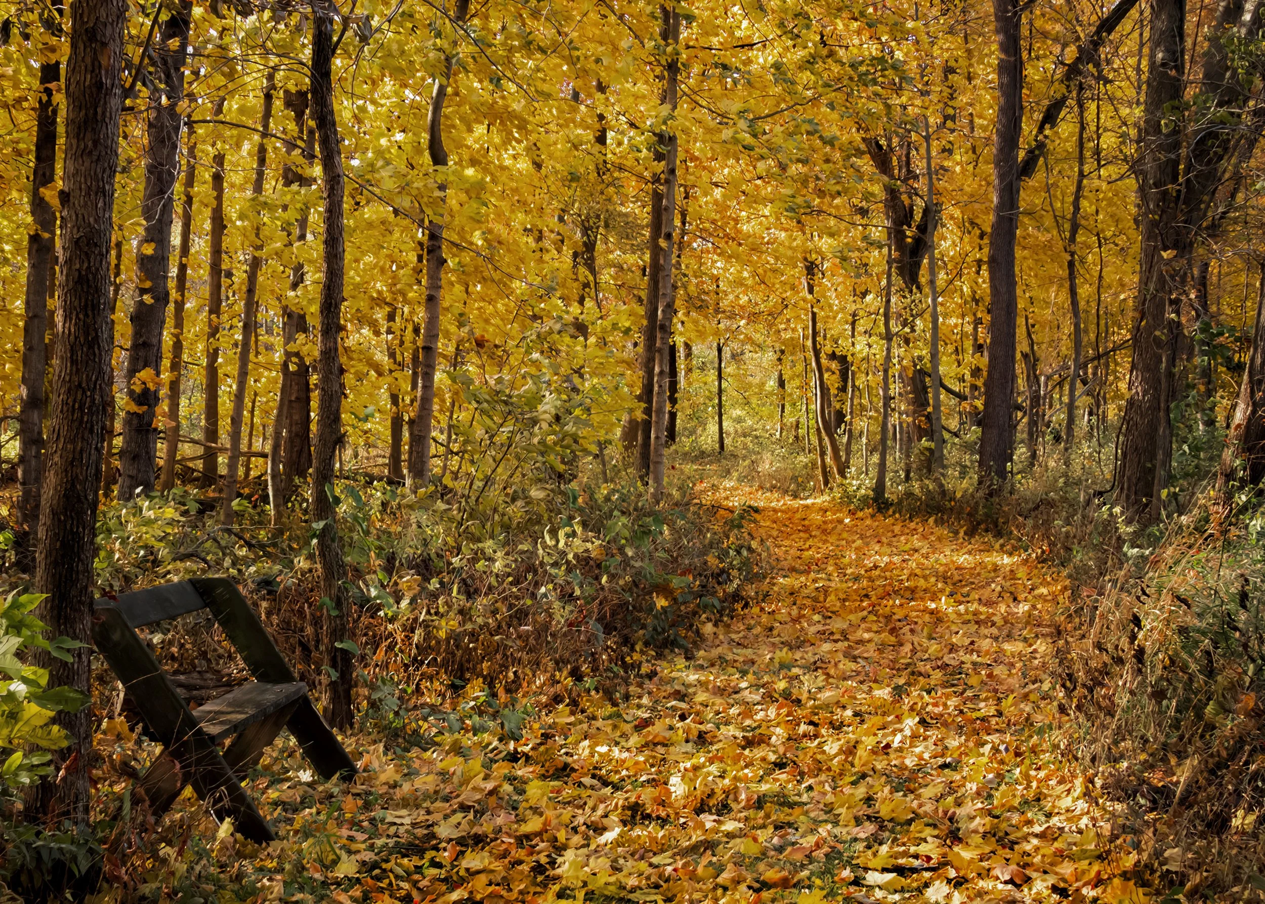 A forest path covered with fallen yellow leaves, surrounded by trees with yellow and orange foliage, with a black wooden bench on the left side.