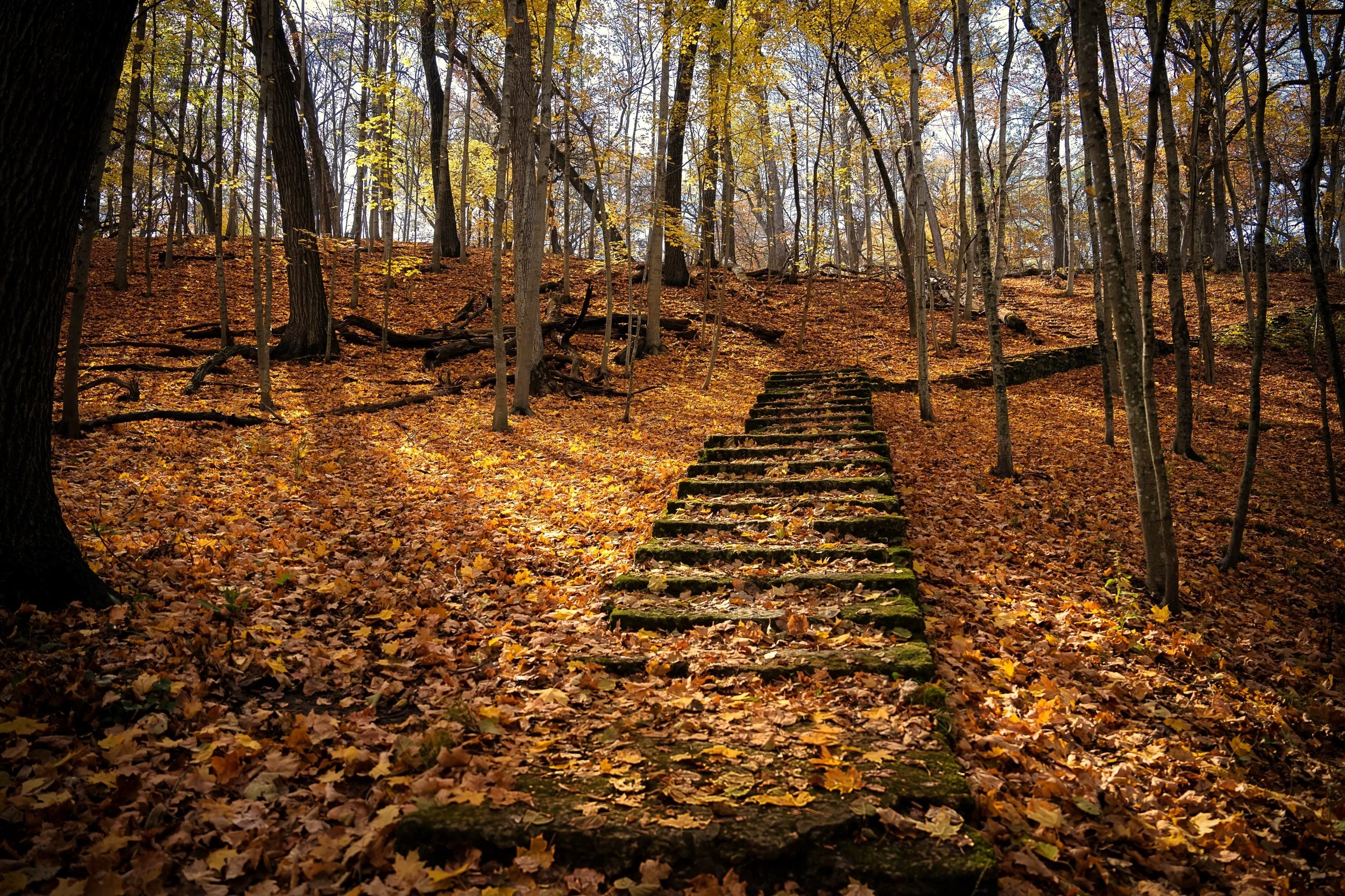 A forest scene in autumn with trees shedding yellow and orange leaves. There are stone steps leading up a hillside, surrounded by fallen leaves and scattered branches.