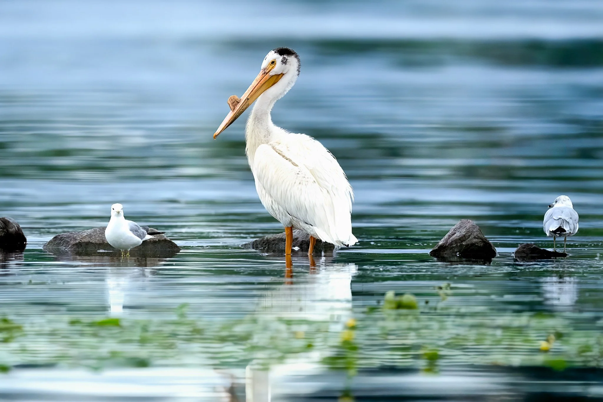 A great white pelican stands on rocks in a body of water, with seagulls nearby, and a blurred, blue water background.