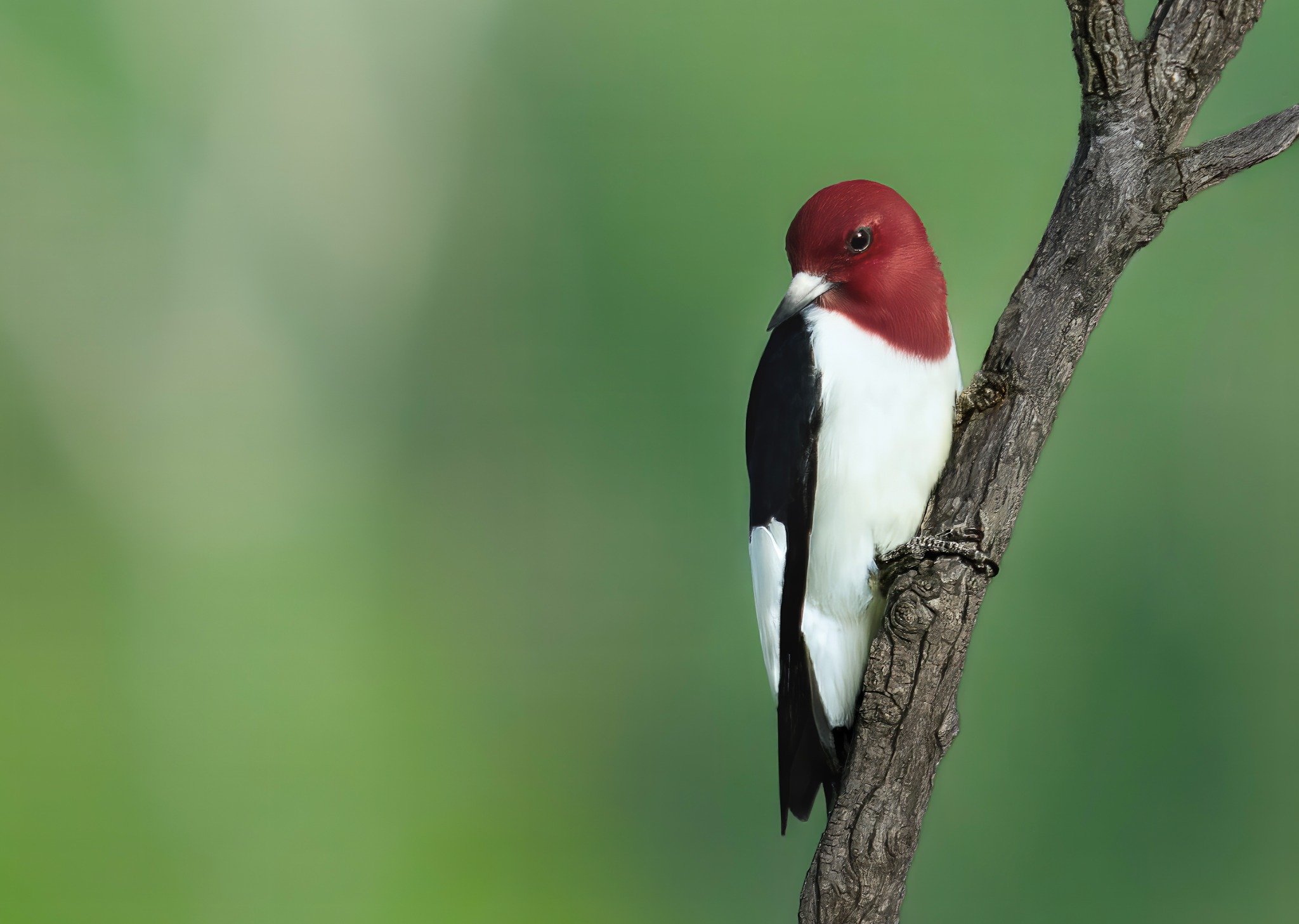 American woodpecker with red head and black and white body perched on a tree trunk against a green background.