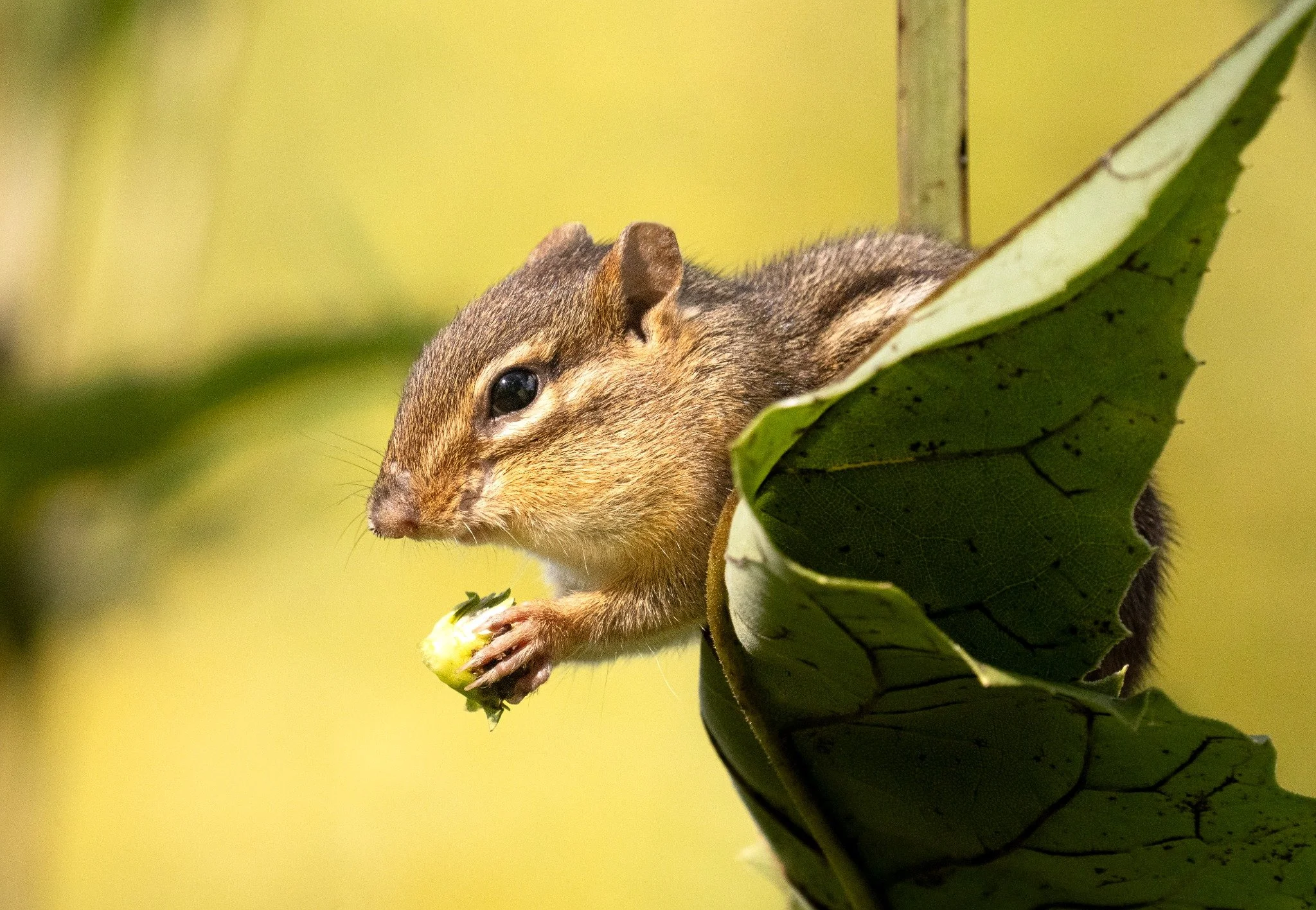 Close-up of a squirrel with brown and gray fur, perched on a green leaf and holding a small yellow object.