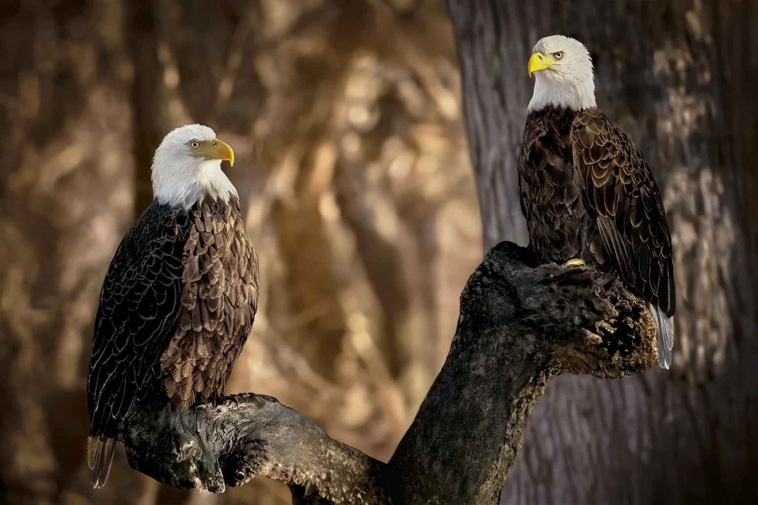 Two bald eagles perched on branches of a tree with a blurred forest background.