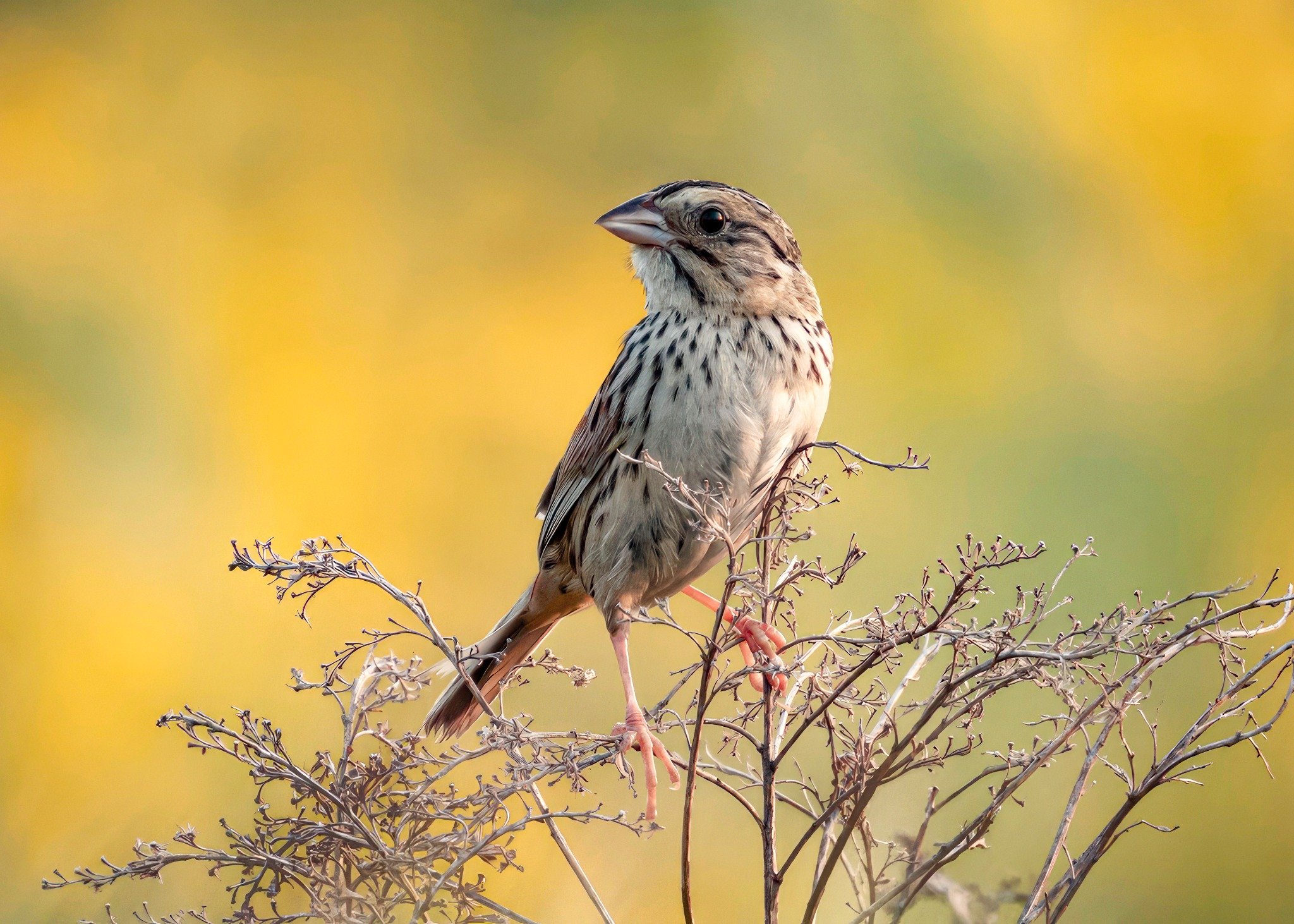 A bird with brown and white plumage perched on a branch in front of a blurred yellow-green background.