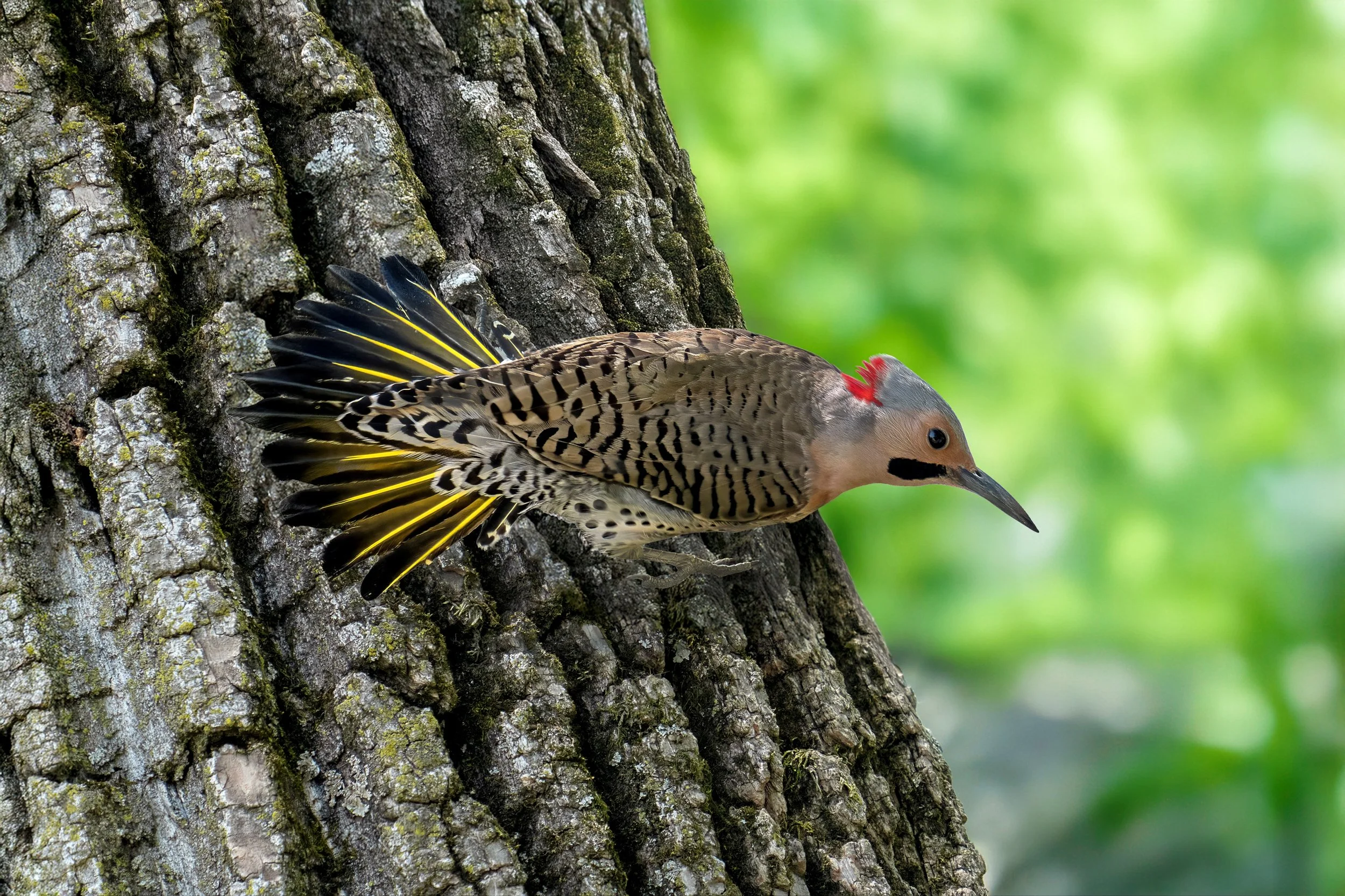 A woodpecker with black, yellow, and red feathers on a tree trunk with a blurred green background.