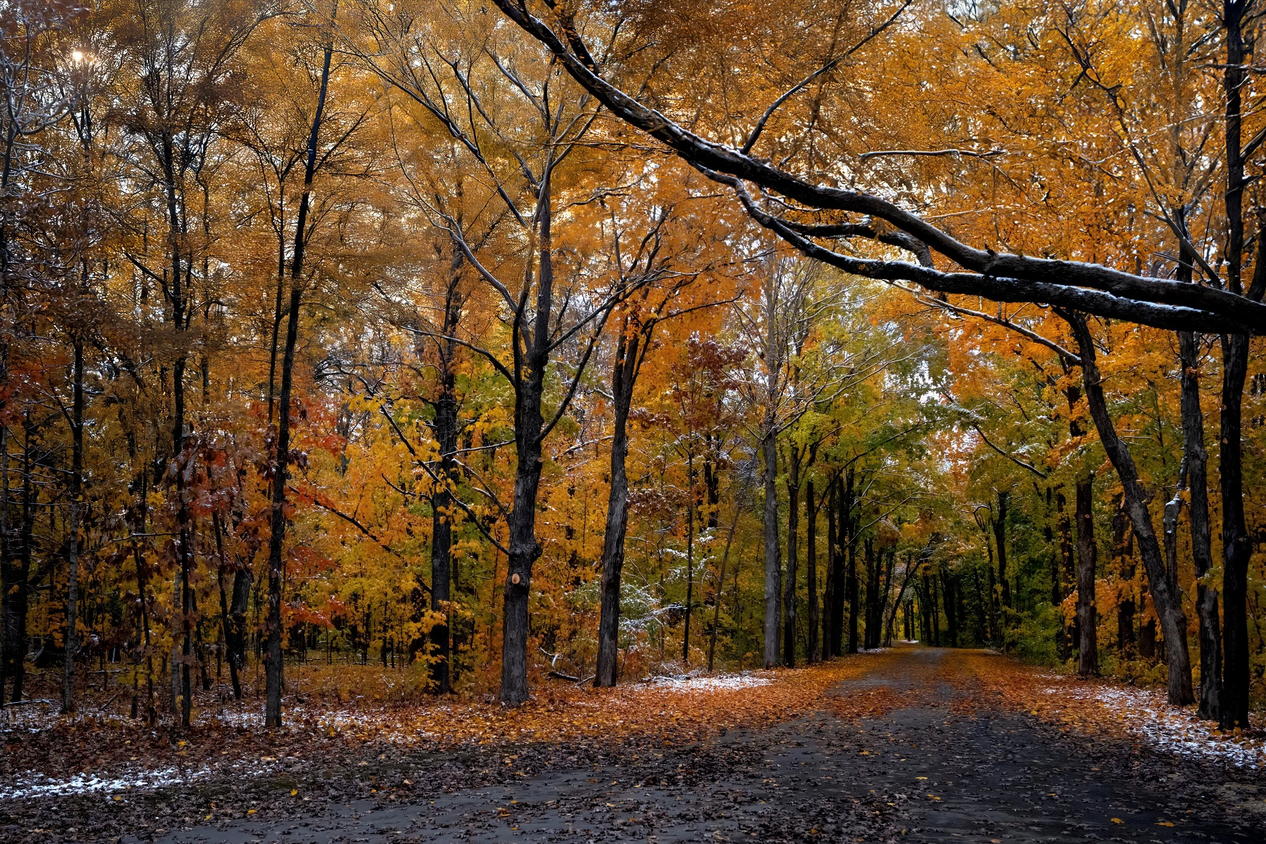A forest path surrounded by tall trees with orange, yellow, and brown autumn leaves, with some snow on branches and ground.