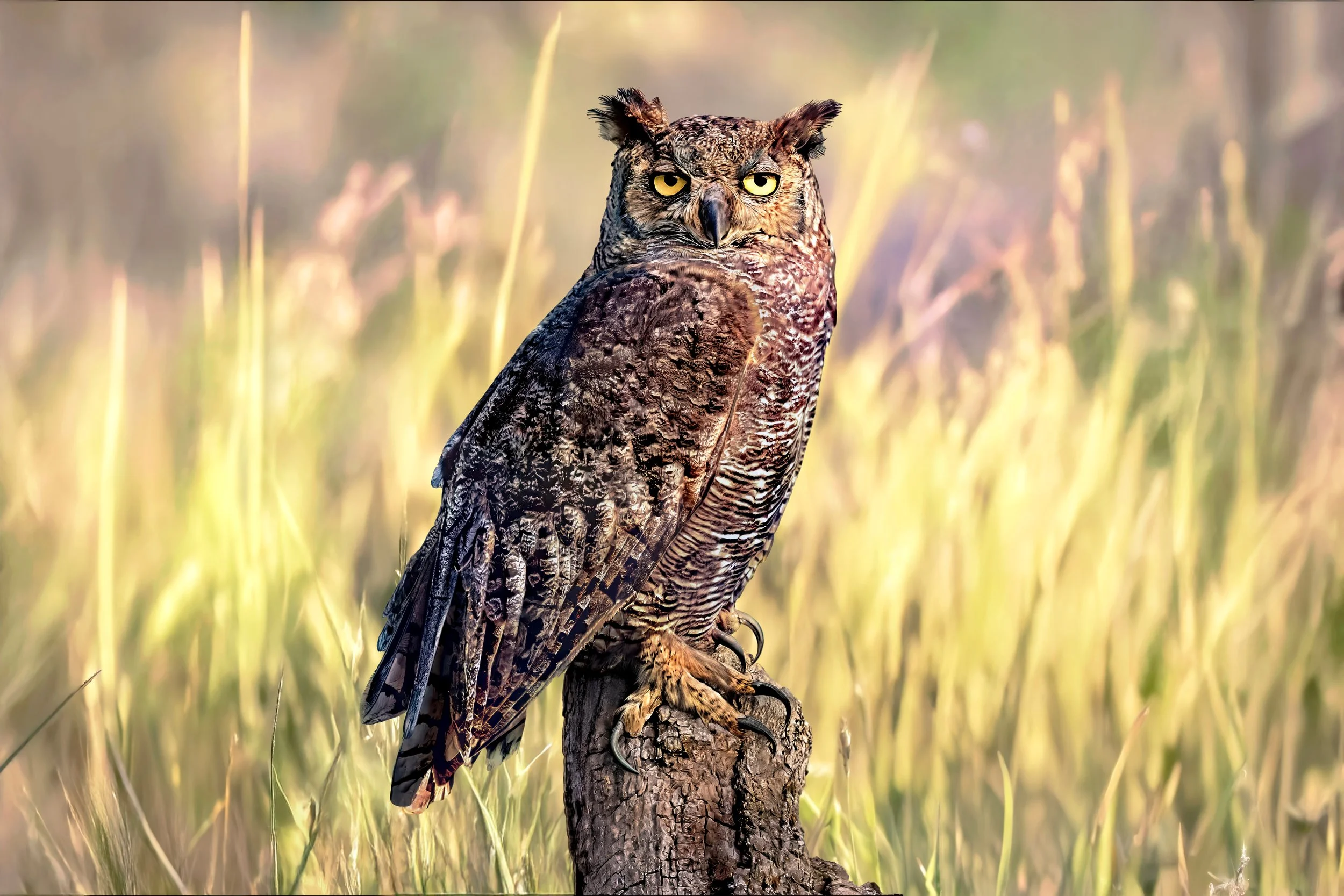 Photo of an owl with intense yellow eyes perched on a tree stump in a grassy field.