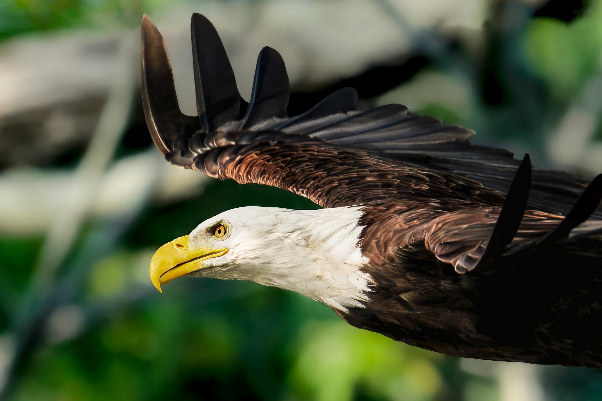 Close-up of a bald eagle with a white head and yellow beak, with its wings spread wide, set against a blurred green background.