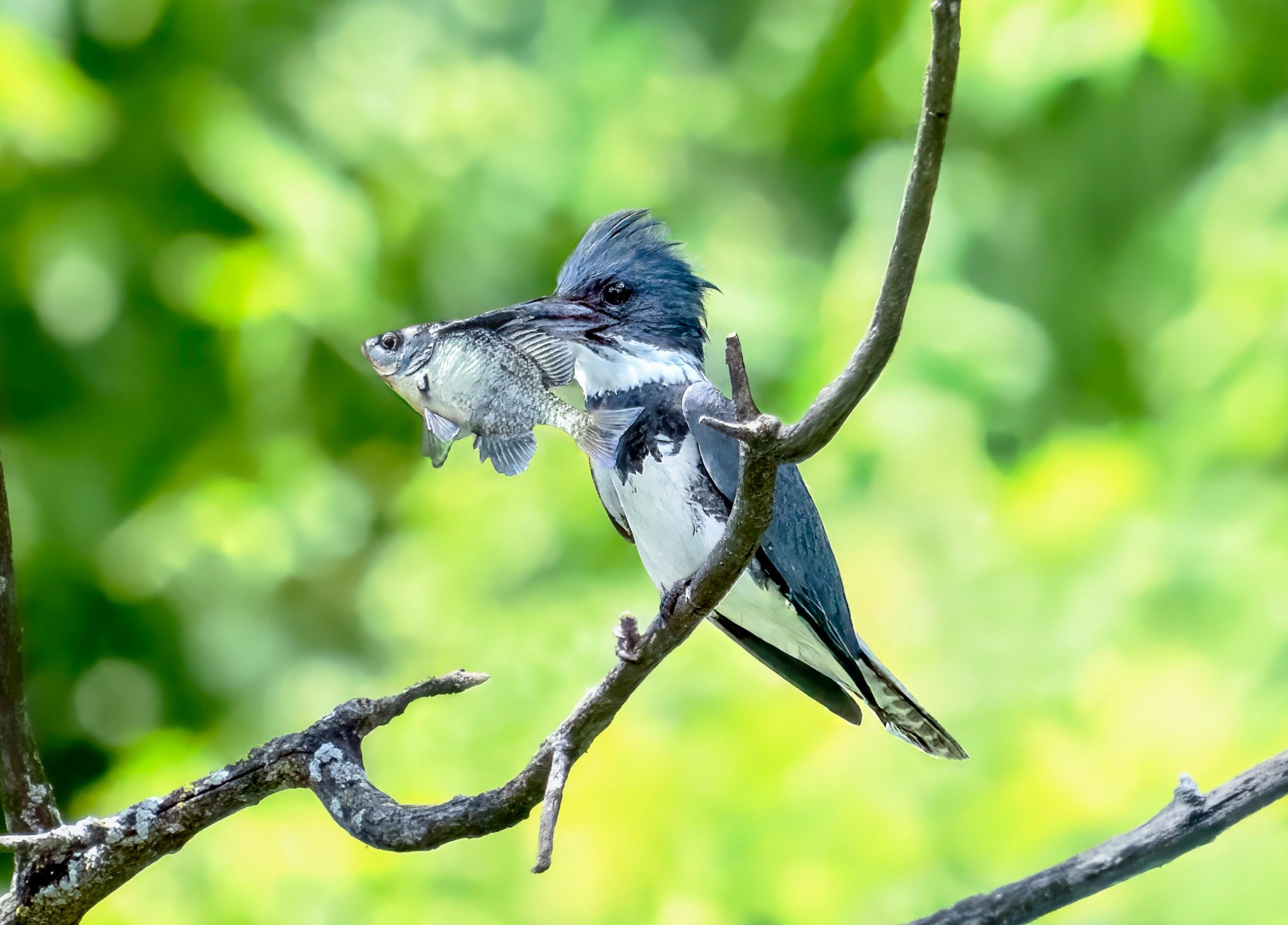 A bird perched on a tree branch holding a fish in its beak, with a blurred green foliage background.