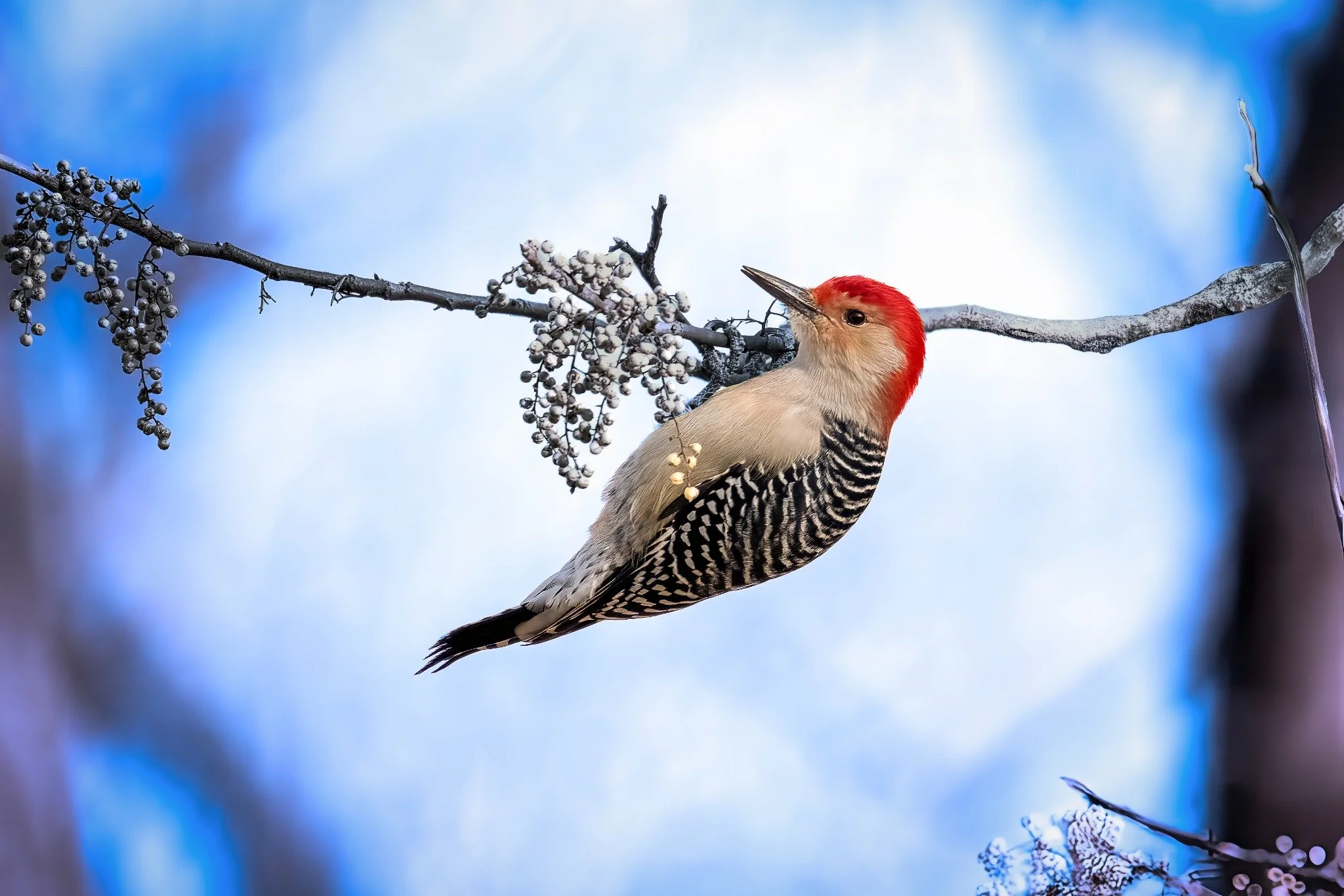 A woodpecker with a red head and black-and-white striped body perched on a tree branch with clusters of small white berries.