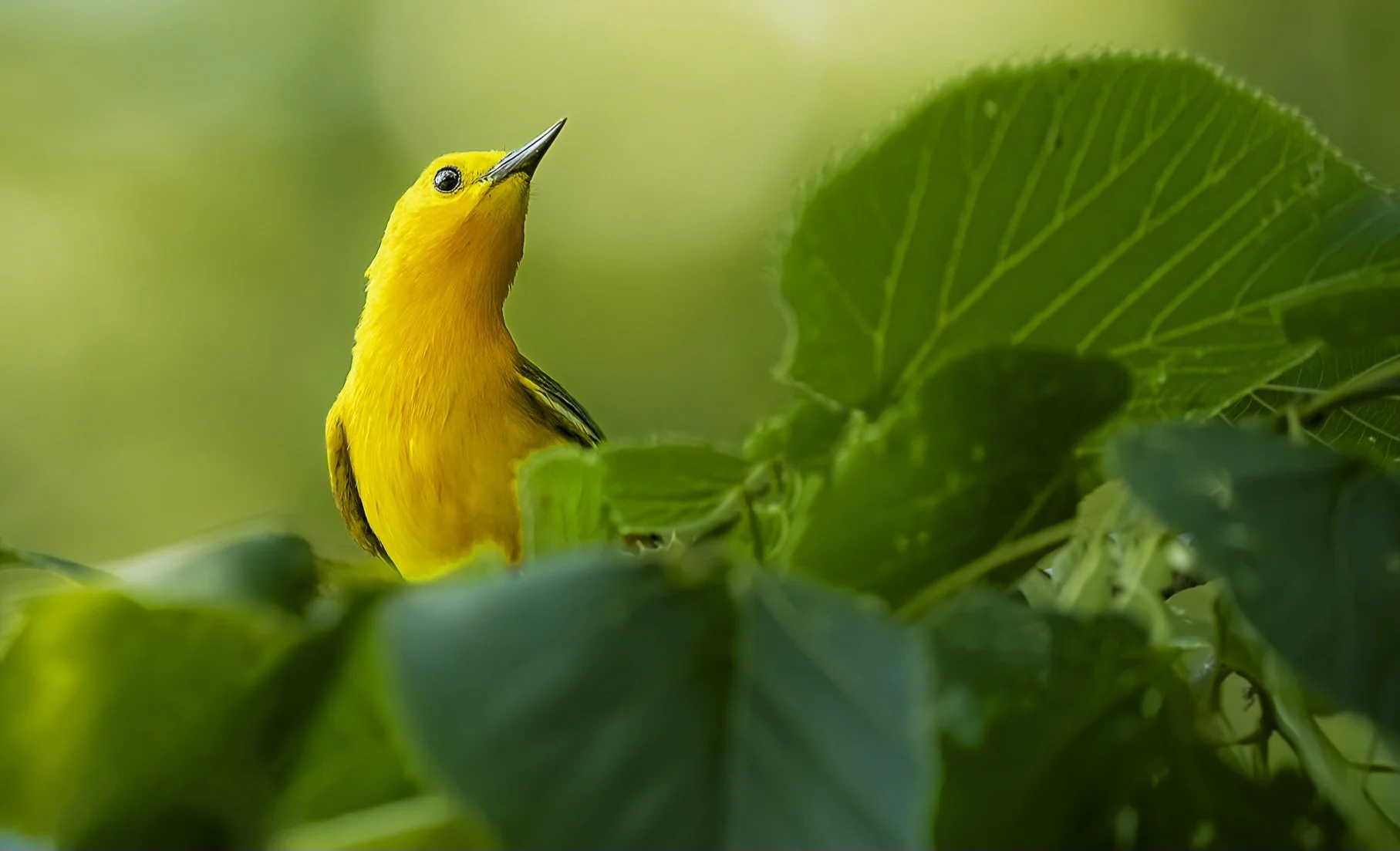 A small yellow bird with black markings on its wings, perched among green foliage, looking upwards.