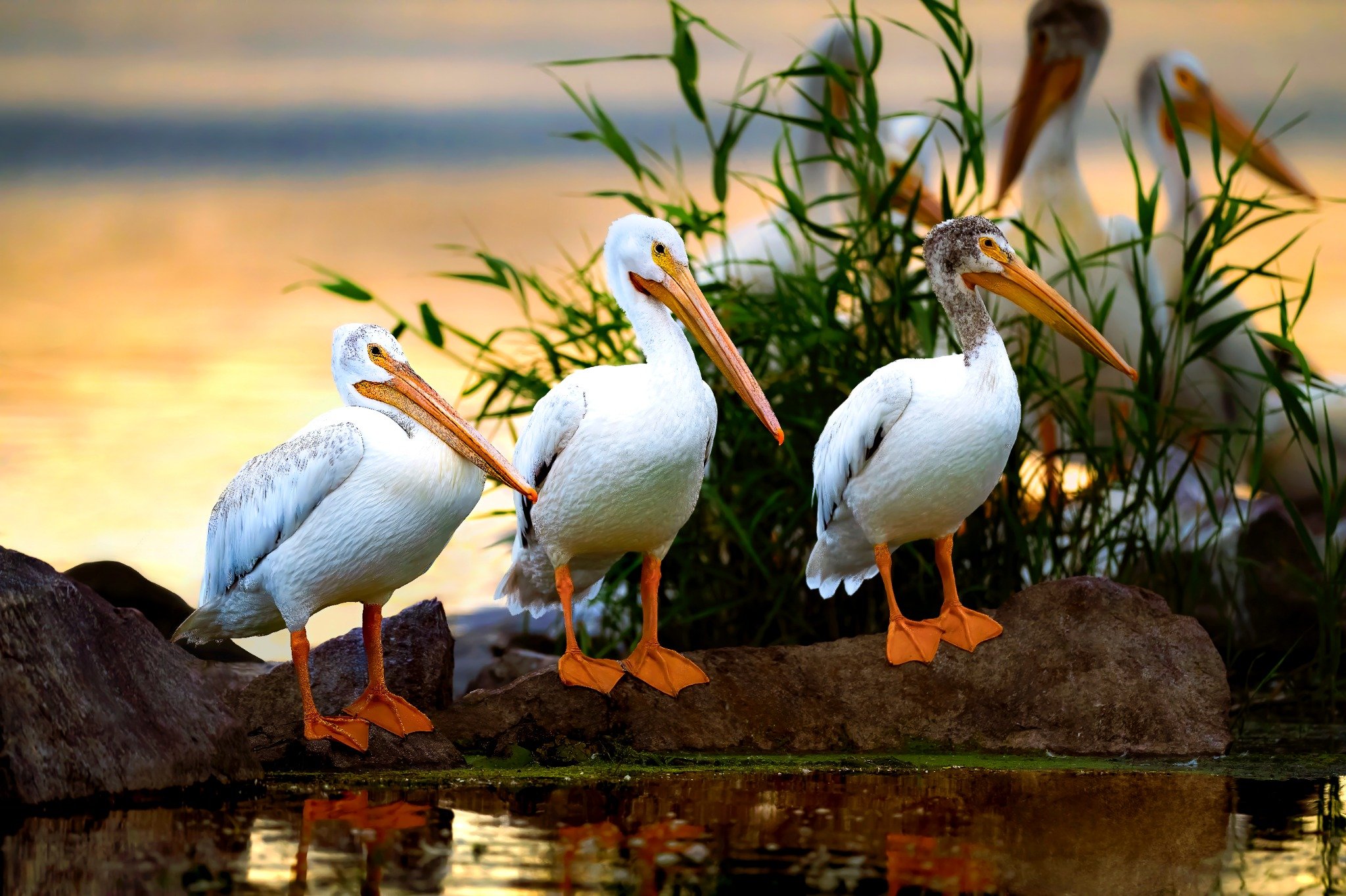 Four pelicans standing on rocks near water with green plants in the background and a sunset sky.