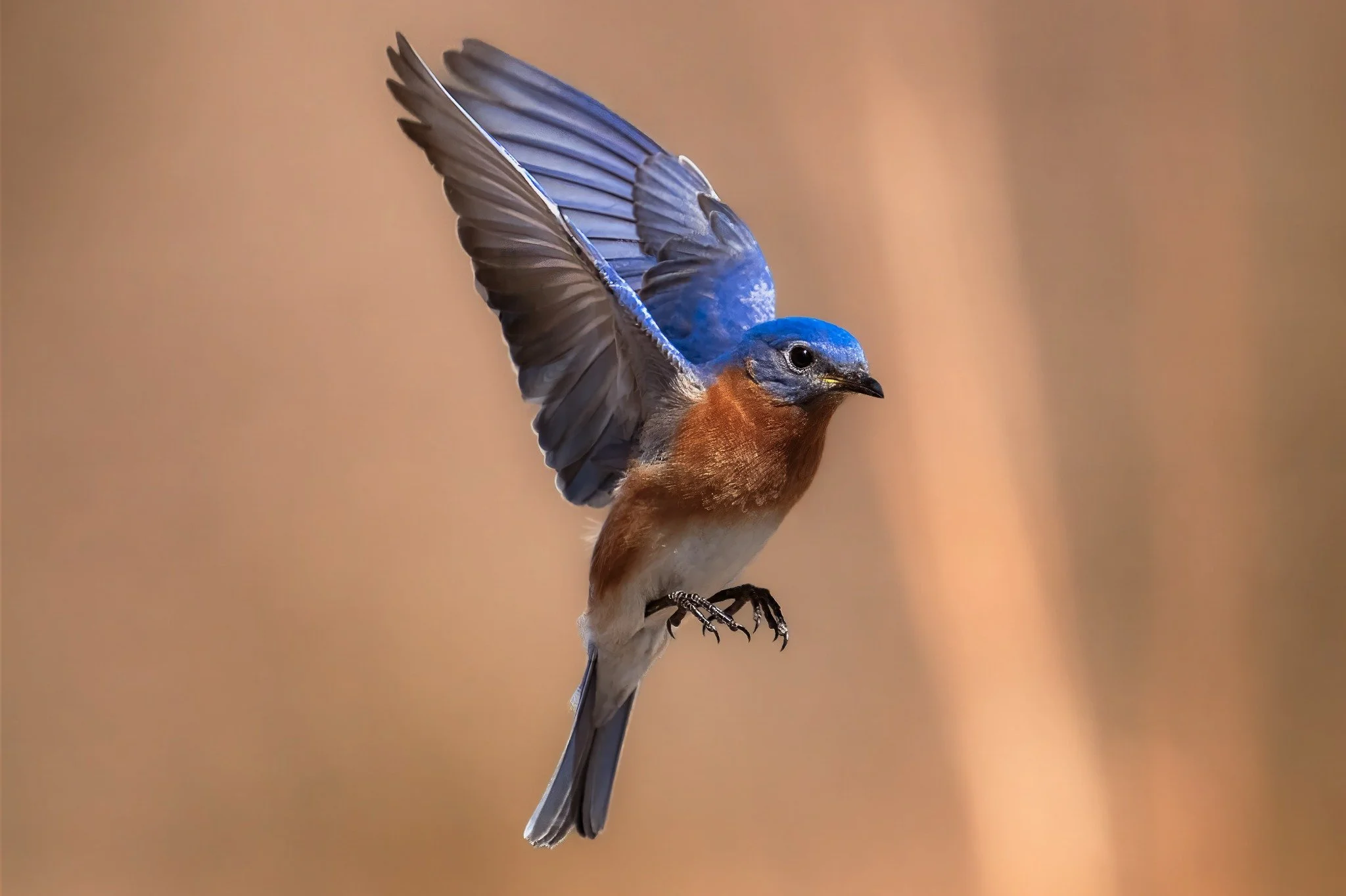 A bird with a blue head and reddish-brown body appears to be flying with wings spread, against a blurred beige background.