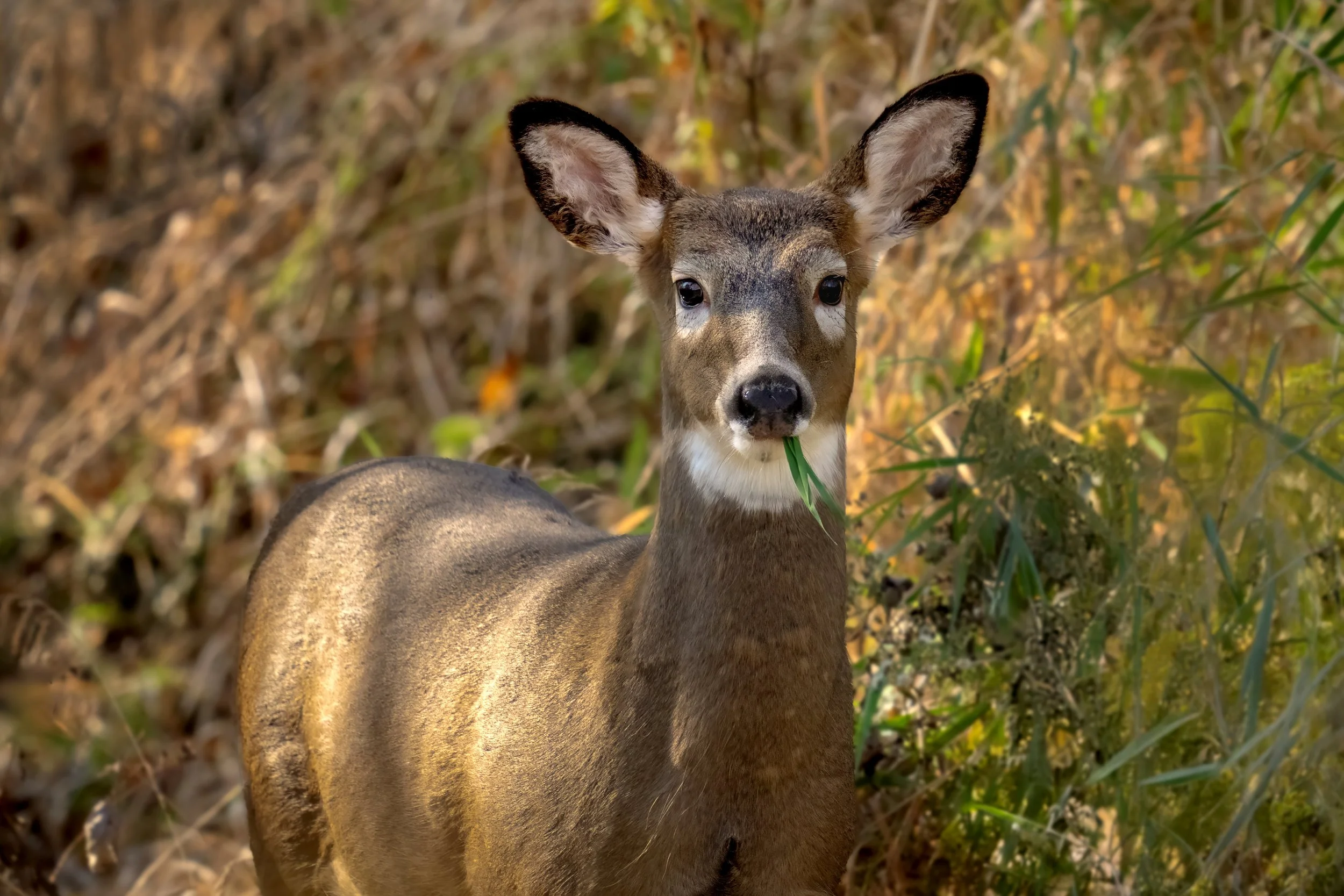 A young deer with large ears and a graceful neck standing amidst tall grass and autumn foliage.