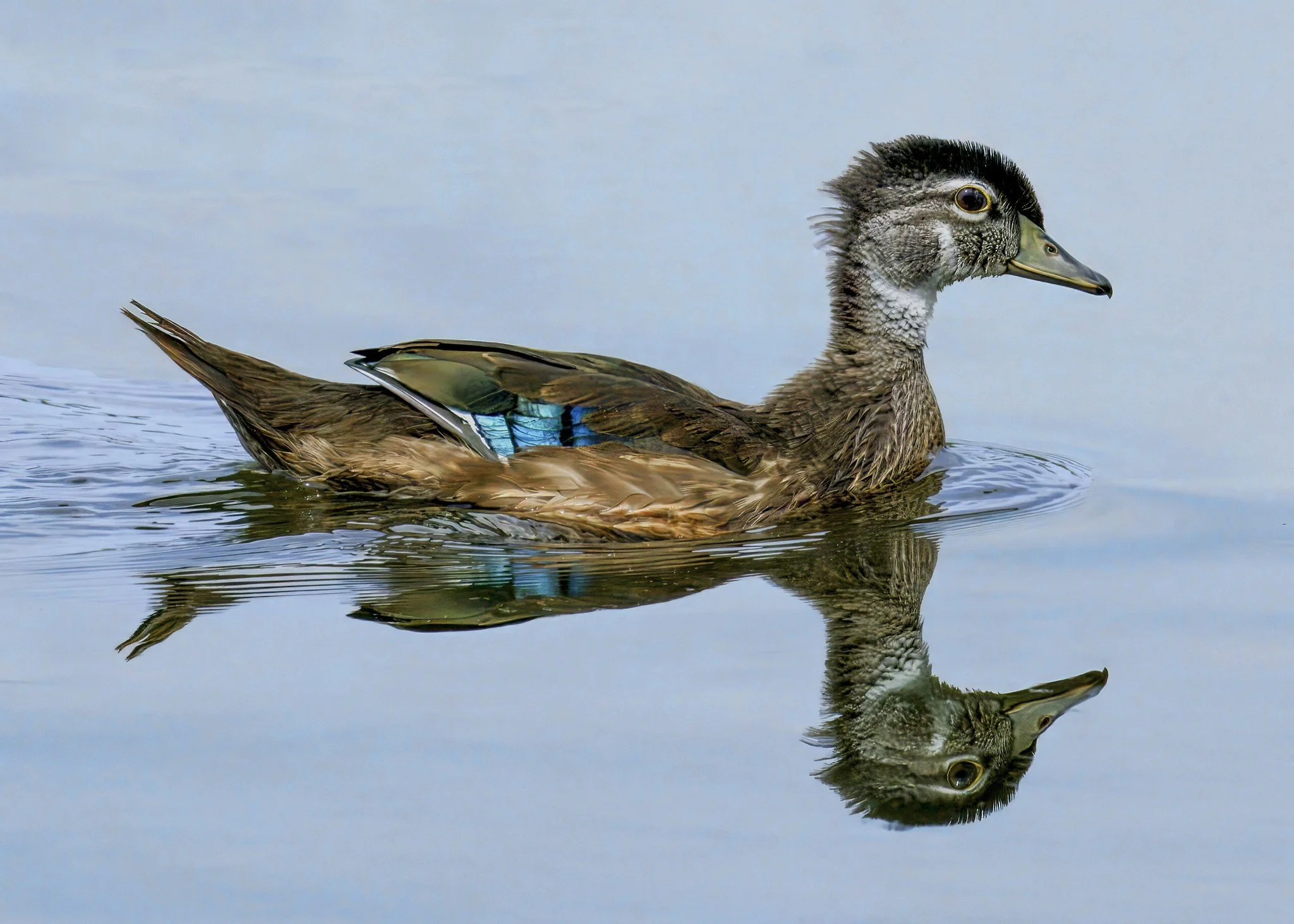 A duck swimming on water, with its reflection visible.