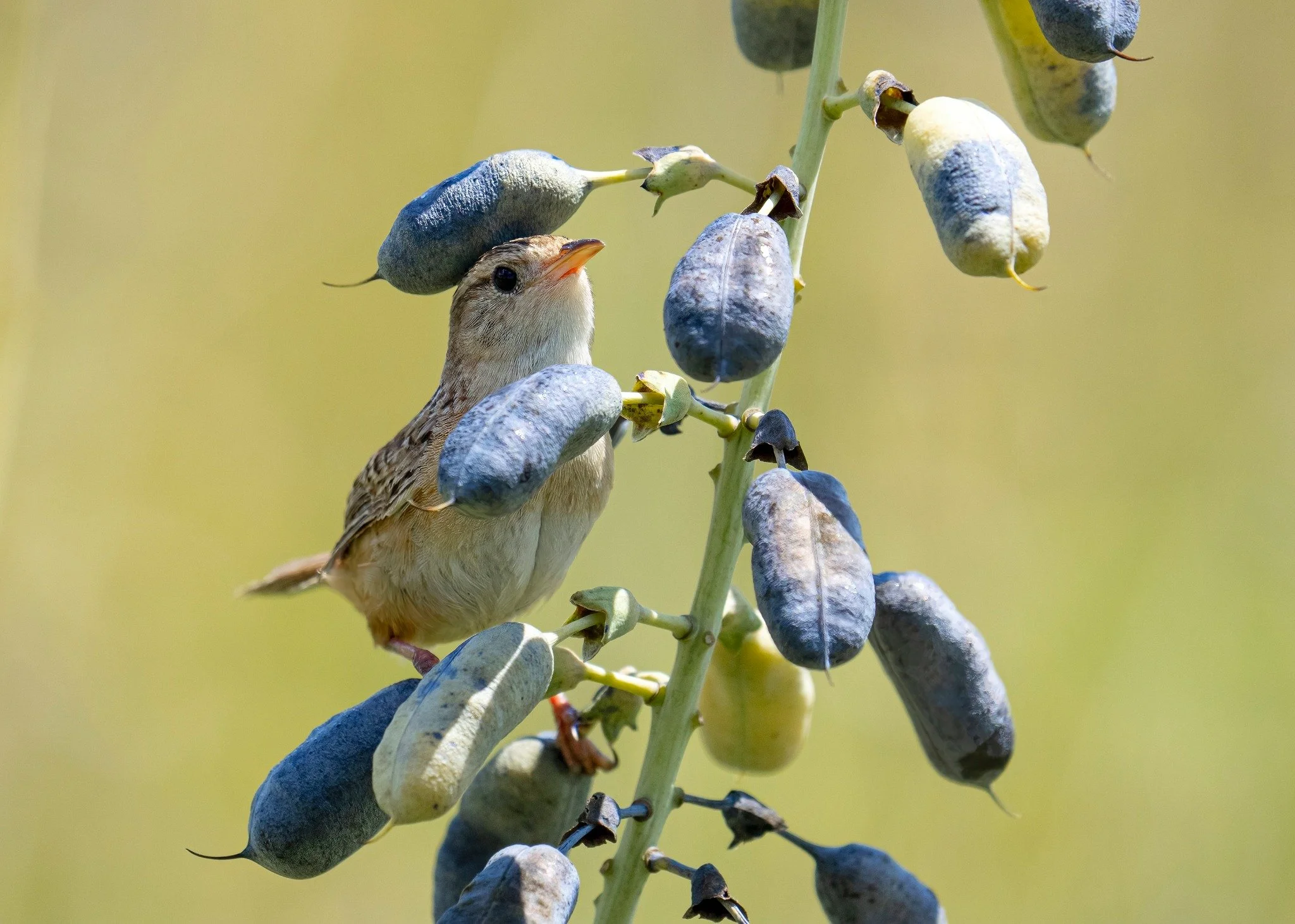 A small bird with brown and white streaked feathers is perched on a branch of a plant with developing blue and green seed pods. The background is a soft, out-of-focus green.