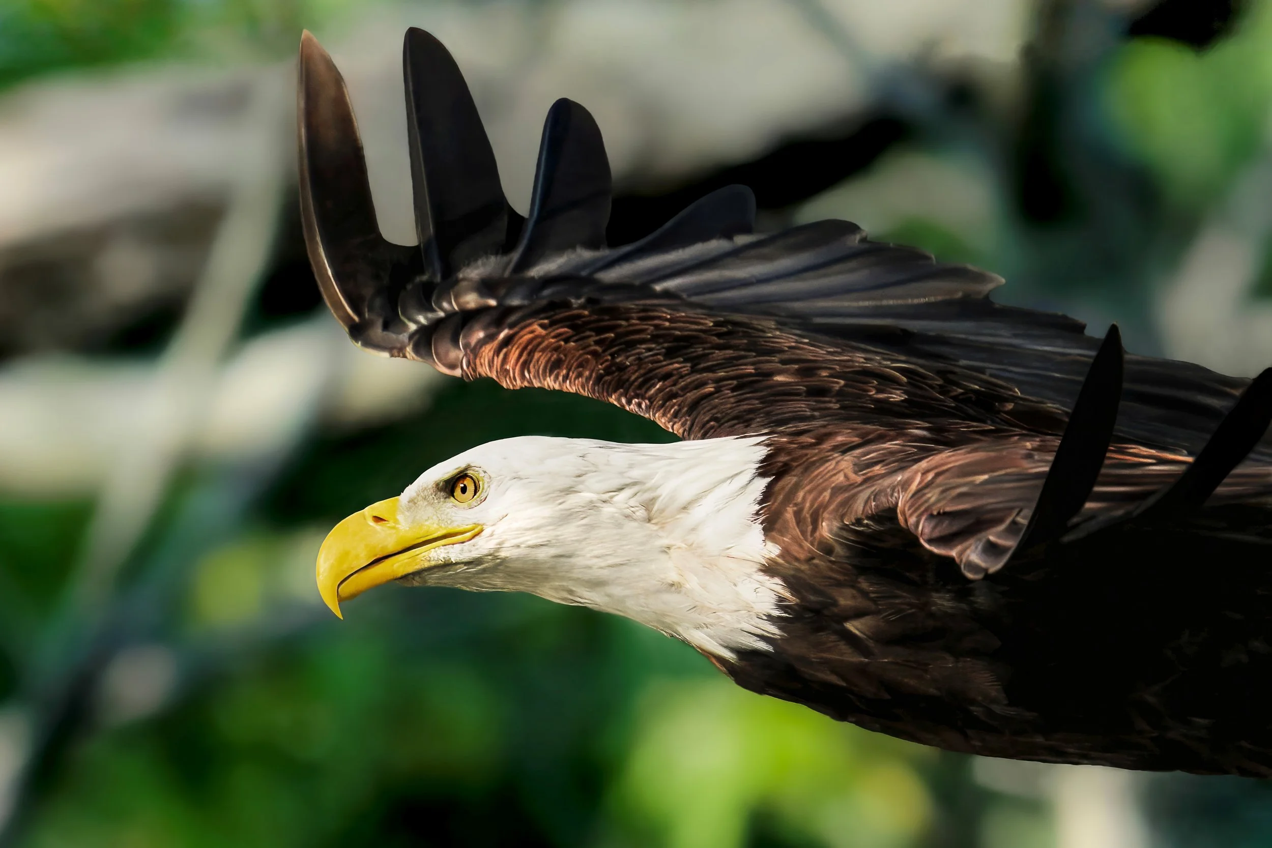 Close-up of a bald eagle with white head and yellow beak, partially visible with focus on the head and eye, against a blurred green background.