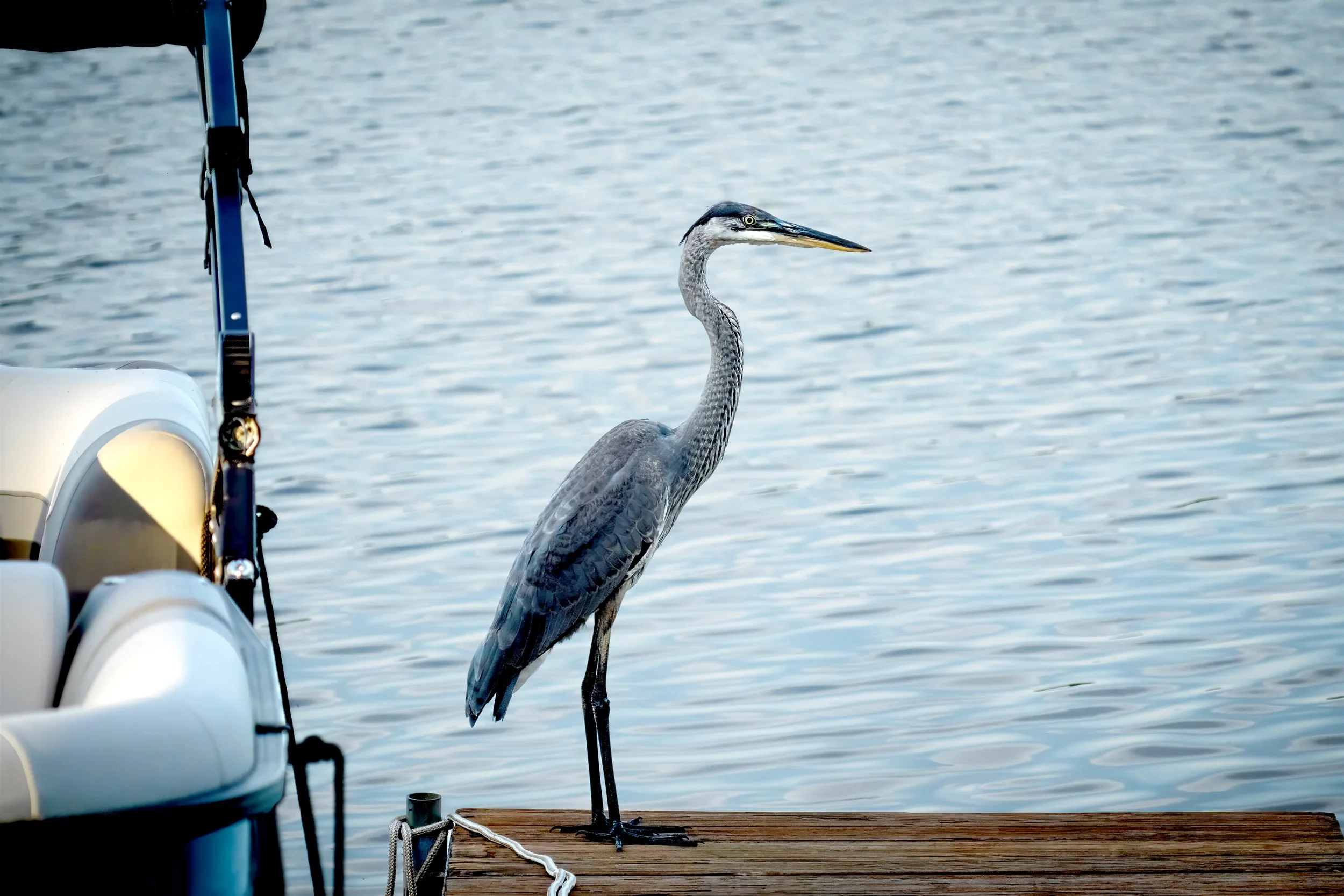 A heron standing on a wooden dock by the water next to a boat with some fishing poles attached.