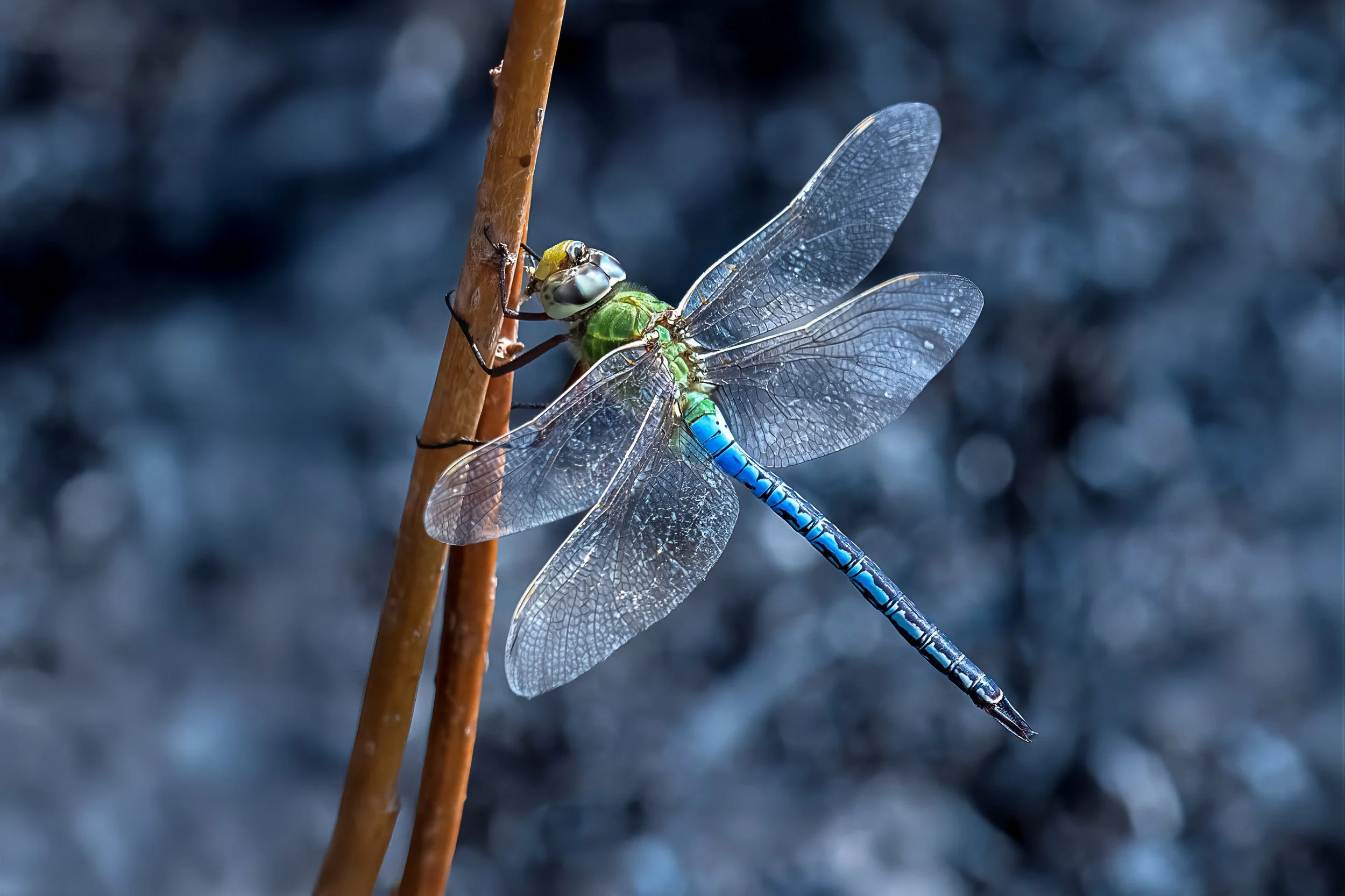 Close-up of a dragonfly perched on a thin plant stem with a blurred dark background.