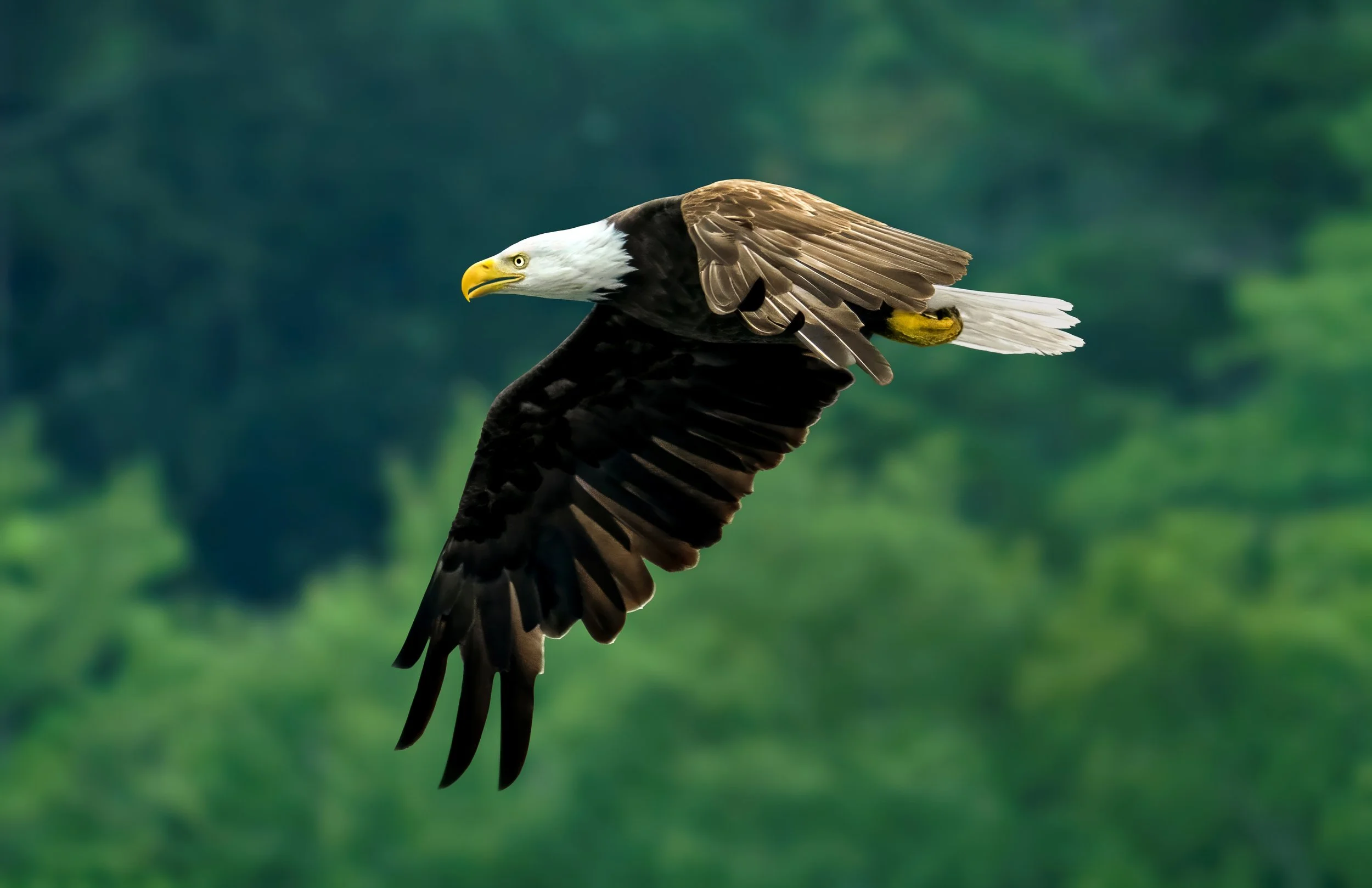 A bald eagle in flight with wings spread, showing white head and tail feathers, dark brown body, and a yellow beak against a blurred green background.