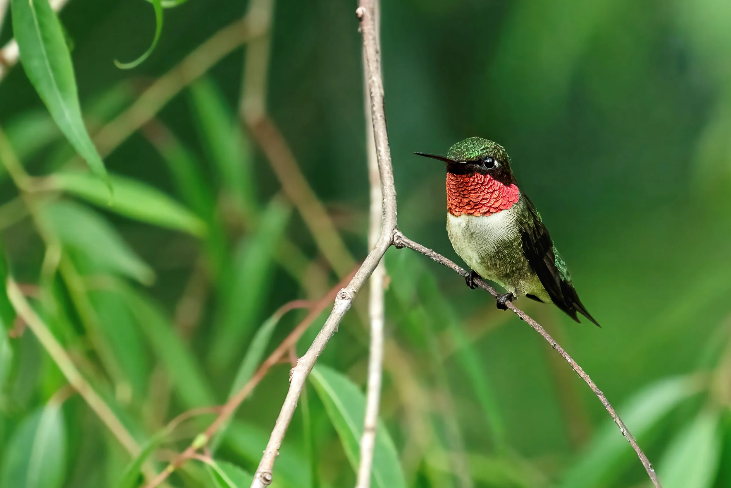 A colorful hummingbird with a green head, red throat, and black and white body perched on a thin branch among lush green leaves.