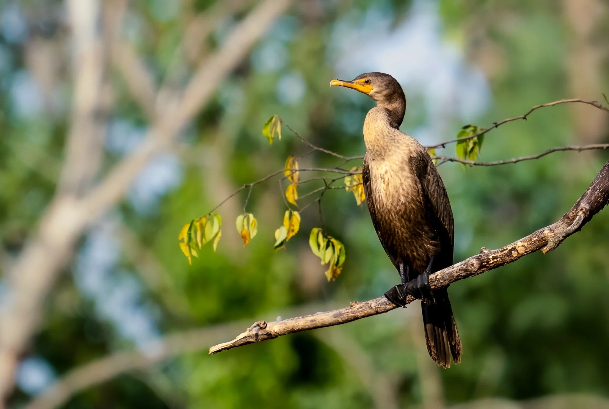 A bird with a yellow beak and dark feathers perched on a tree branch with green leaves, blurred background of trees and sky.