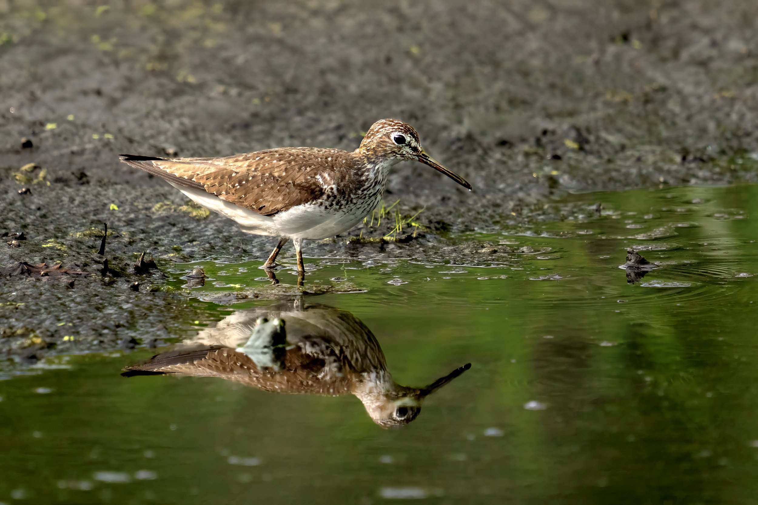 A brown and white bird standing in shallow water near a muddy shoreline, with its reflection visible in the water.