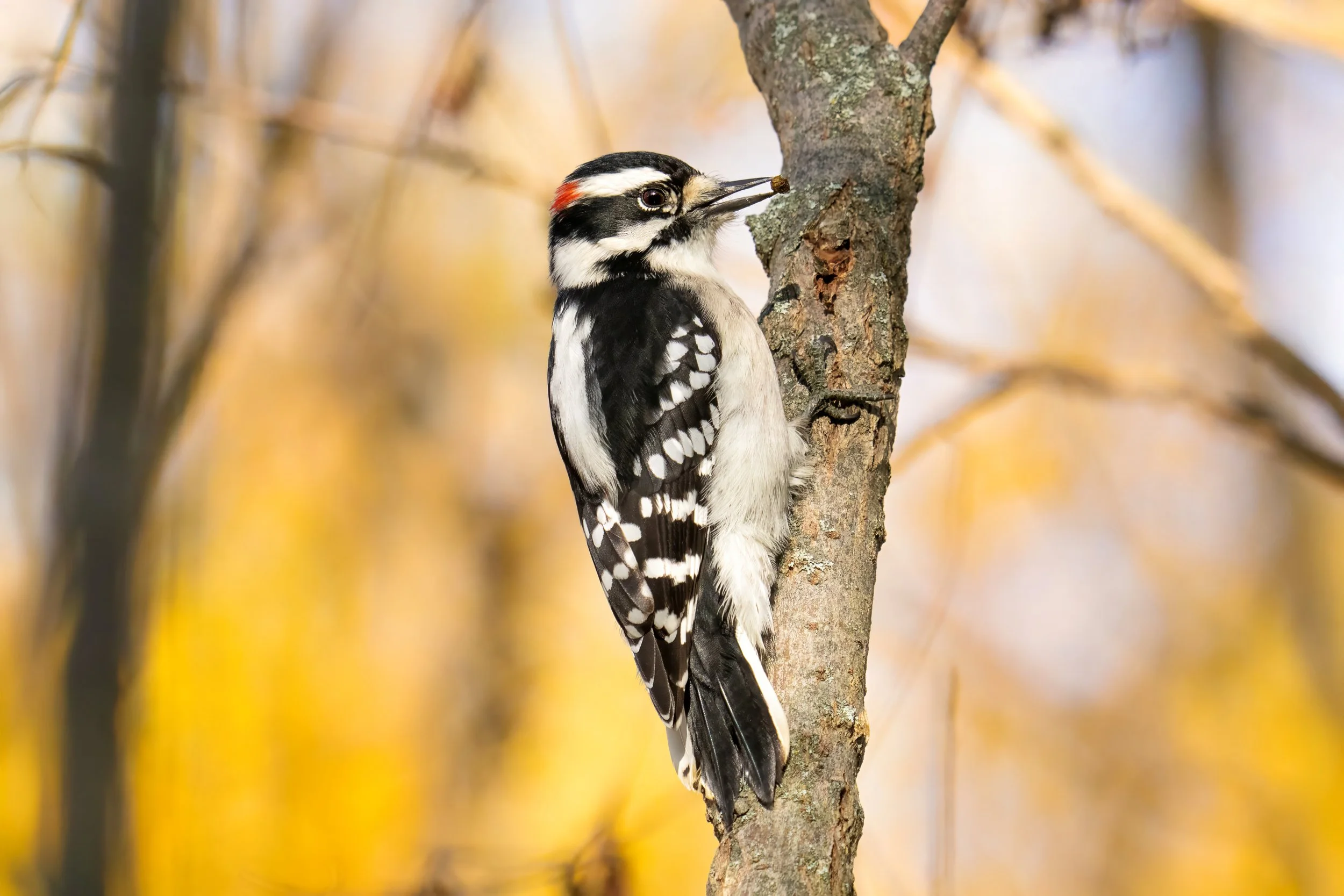 A woodpecker perched on the side of a tree, pecking at the bark with a nut in its beak. The background is blurred with autumn foliage.